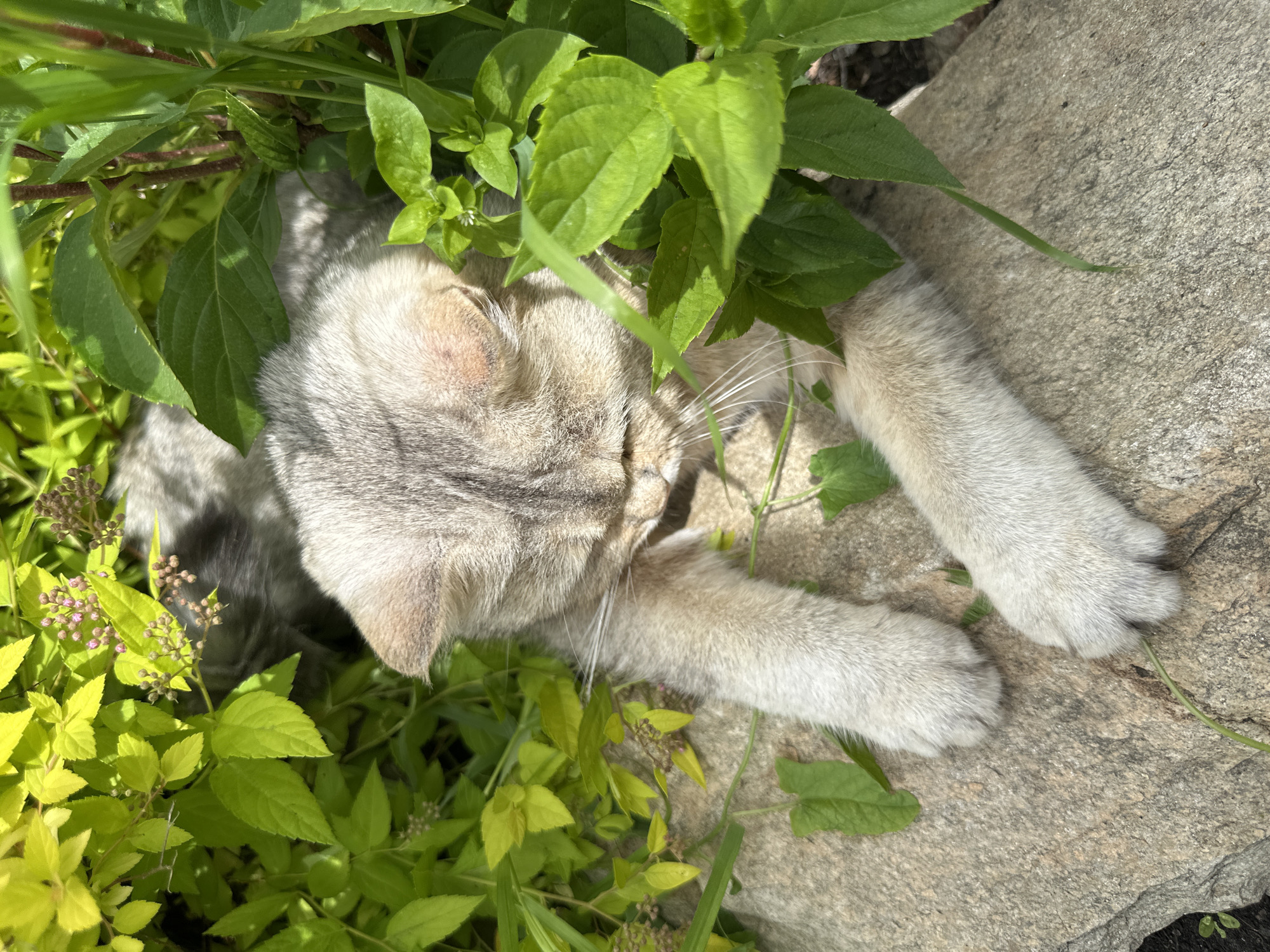 A light-colored cat is resting on a rock in a garden with green foliage surrounding it. The cat is lying down, with its paws extended. Its fur is a mix of gray and tan, with faint tabby markings on its head. The cat's eyes are closed. The foliage consists of various green leaves and small pink flowers. The rock is a light gray, rough-textured stone. The lighting suggests it is daytime, with shadows cast by the foliage. The scene is peaceful and natural.