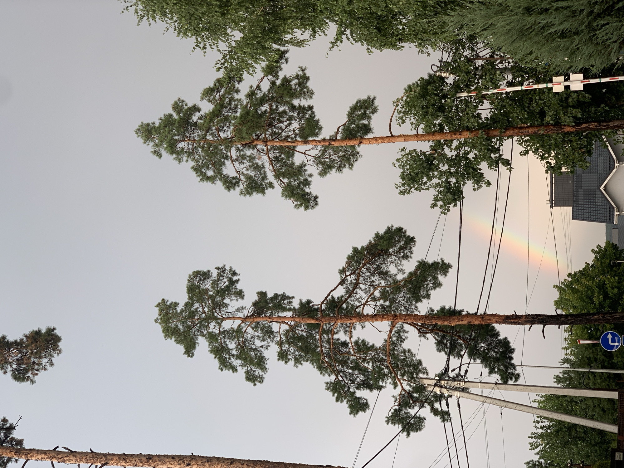 The image depicts a scene in Hostomel, Ukraine, under a cloudy sky with a visible rainbow. Two tall pine trees dominate the foreground, their branches spreading wide against the muted sky. Power lines crisscross the frame, supported by utility poles, indicating an urban or suburban setting.
In the middle ground, a section of a rainbow arches across the sky, its colors vibrant against the overcast backdrop. Below the rainbow and interspersed with the trees are various other green trees and foliage.
To the right, a striped, gated crossing barrier is visible, suggesting a road or railway crossing. Further to the right, a conifer tree stands tall. In the background, the roofline of a building with dark grey shingles can be seen, hinting at residential or industrial structures.
A blue traffic sign with a white arrow indicating a right turn is mounted on a pole near the center-left of the image. The overall impression is one of a natural event (the rainbow) occurring within a developed area, possibly after a rain shower, as suggested by the presence of the rainbow. No people are visible in the image. The atmosphere appears calm and still.