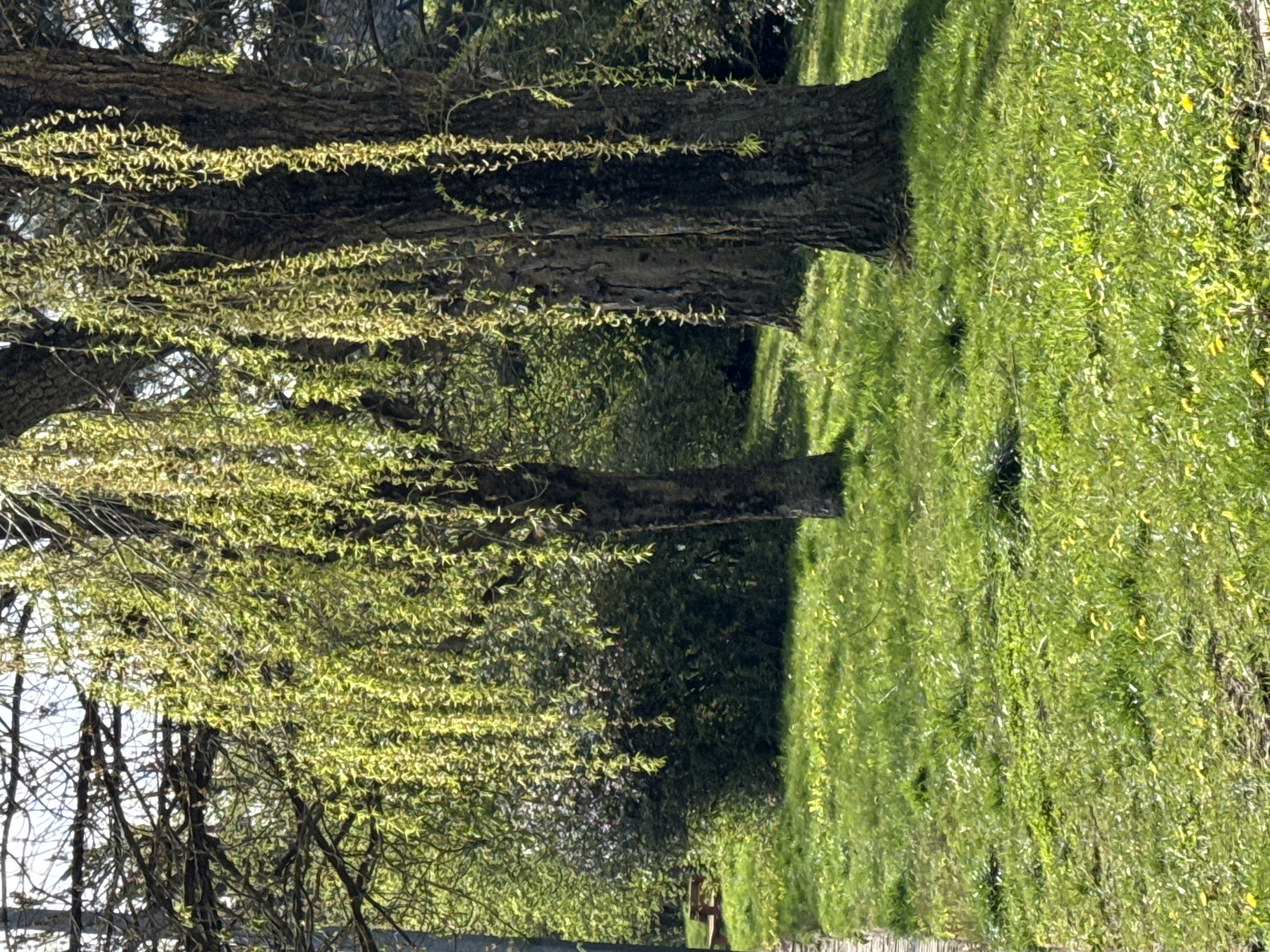The image shows a grassy area with several trees. The trees have green foliage. The ground is covered with green grass. The image was taken in Esch-sur-Alzette, Luxembourg.