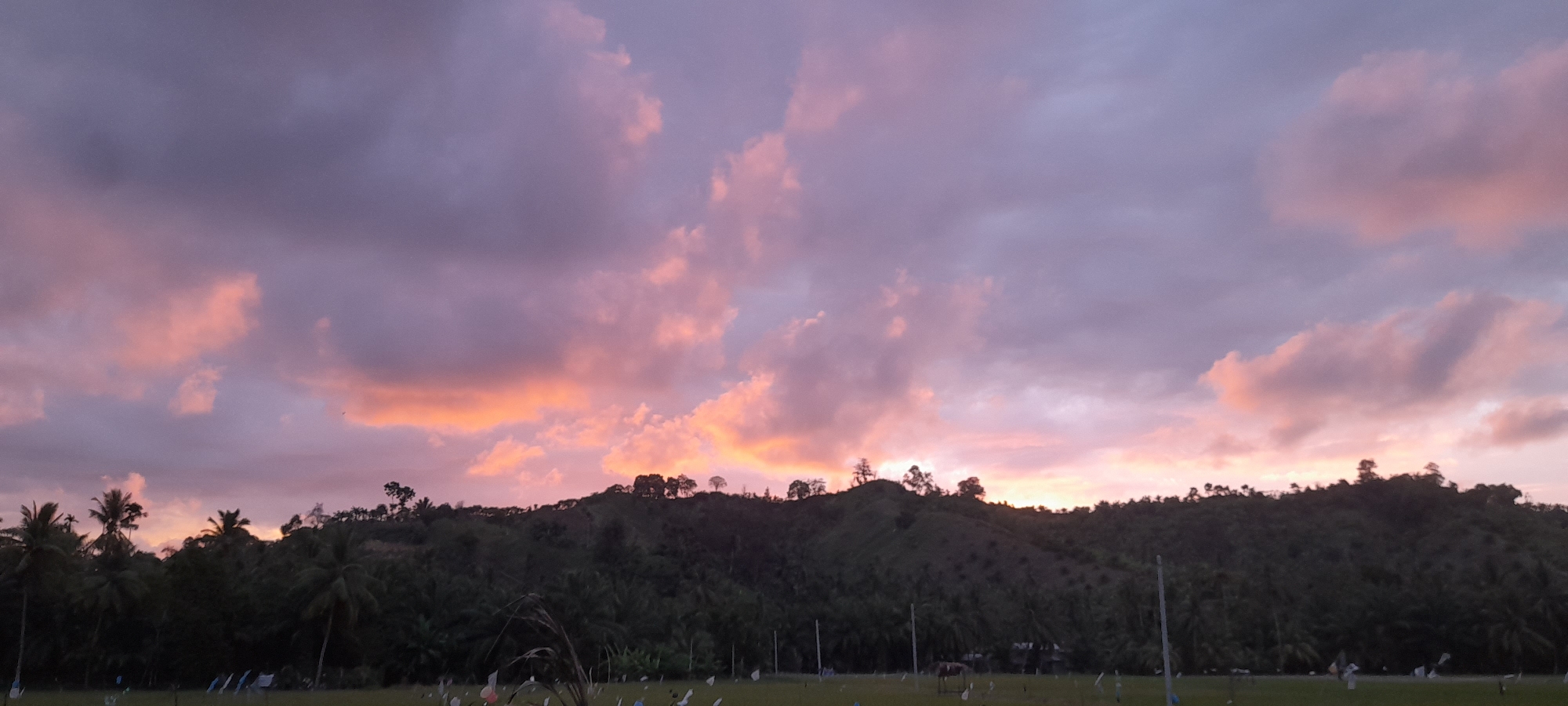 The image depicts a dusk or dawn scene in Palohpanyang, Indonesia, featuring a low-lying hill covered in dense vegetation, including numerous palm trees. The sky is filled with clouds exhibiting shades of pink, orange, and purple, indicating the presence of sunlight filtering through. In the foreground, a field with sparse vegetation and thin poles are visible. A pair of dark shapes, possibly animals, are present on the right of the field. The overall composition suggests a rural or agricultural landscape under atmospheric conditions of early morning or late evening light.