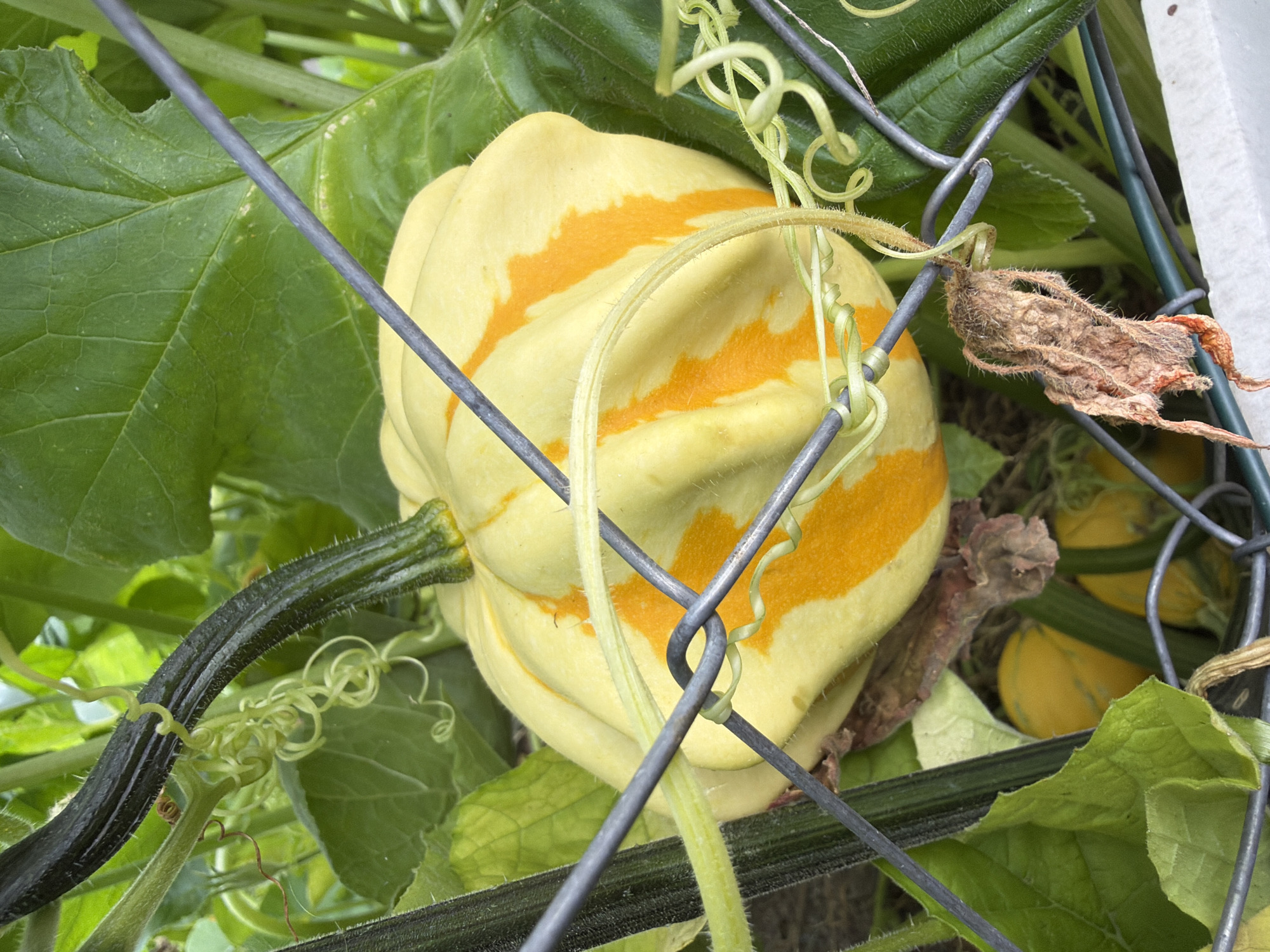The image shows a close-up of a yellow and orange striped squash growing on a vine amidst lush green leaves. The squash is partially enclosed by a gray wire fence. Tendrils of the vine are wrapped around the fence and some appear to be curling. There is a dried, brown remnant of a flower or leaf on the vine. In the background, other smaller yellow squash can be seen. The scene appears to be in a garden or outdoor setting. No specific location in Bayreuth, Germany is visible or indicated.