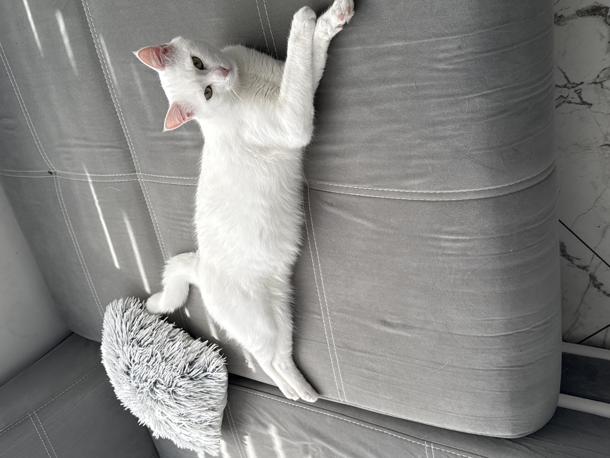 A white cat with green eyes lies on a gray upholstered sofa. The cat is positioned lengthwise along the sofa, with its head near the top and its tail near the bottom of the frame. The cat's front paws are extended above its head. A fluffy gray pillow is positioned next to the cat's tail. The photograph is taken in natural lighting. The location is not identifiable as Burgas, Bulgaria from the image alone.