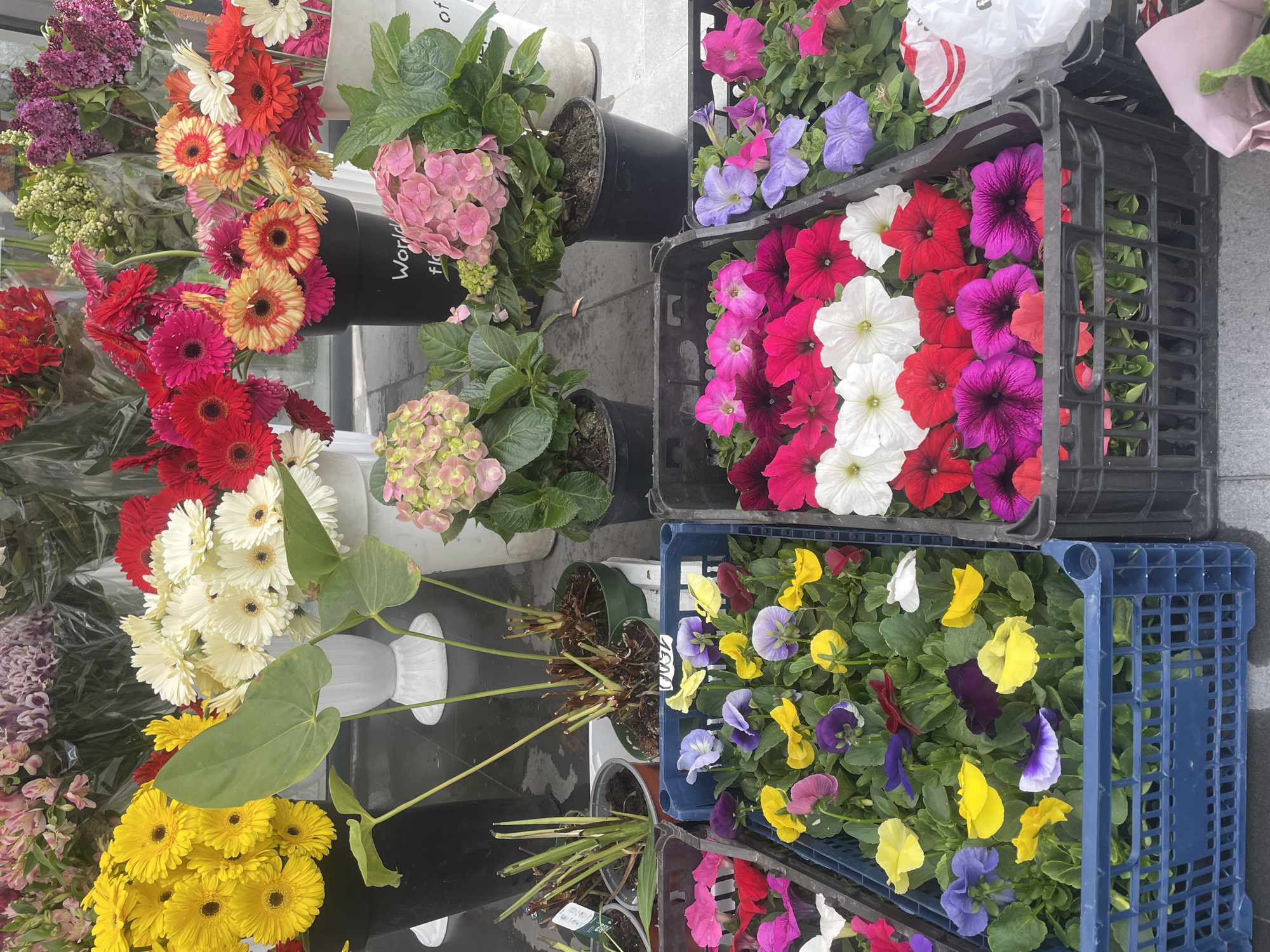 The image depicts a flower stall in Yerevan, Armenia. The stall features a variety of flowers including gerberas (yellow, red, orange, pink, white), hydrangeas (pink, pale green), petunias (purple, red, white, pink) and pansies (yellow, purple, maroon). The flowers are displayed in plastic crates and pots.