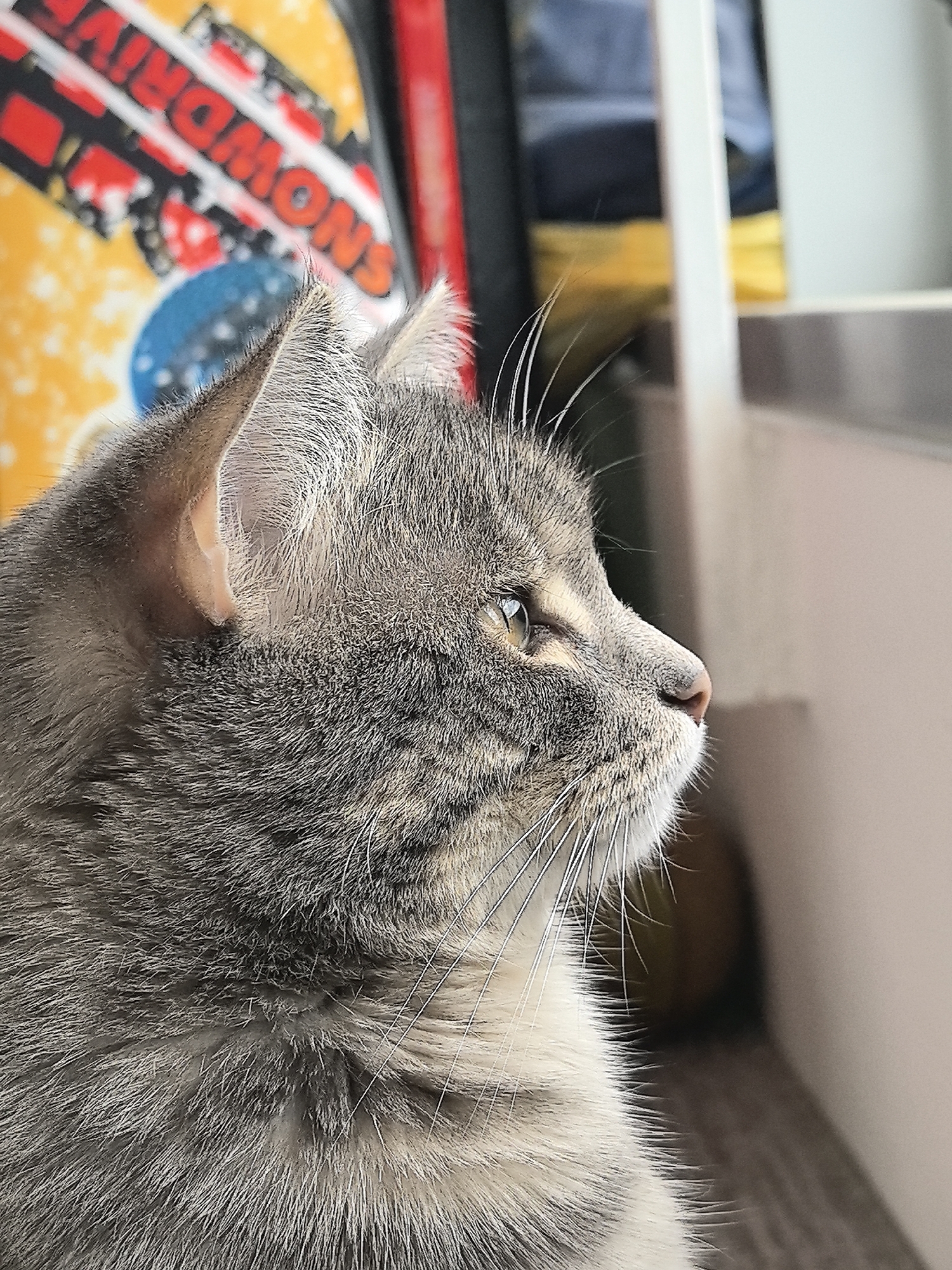 A close-up, medium-shot photograph features a gray tabby cat in profile, facing right. The cat's fur exhibits a mixture of gray and white tones, and its whiskers are long and prominent. Its ear is visible in detail, and its eye is partially open. The background is blurred, but a colorful graphic with the word "SNOWDRIVE" is partially visible to the left of the cat's head. A window frame is also visible on the right side of the frame. The location or specific information about Perm, Russia is not discernable from the image.