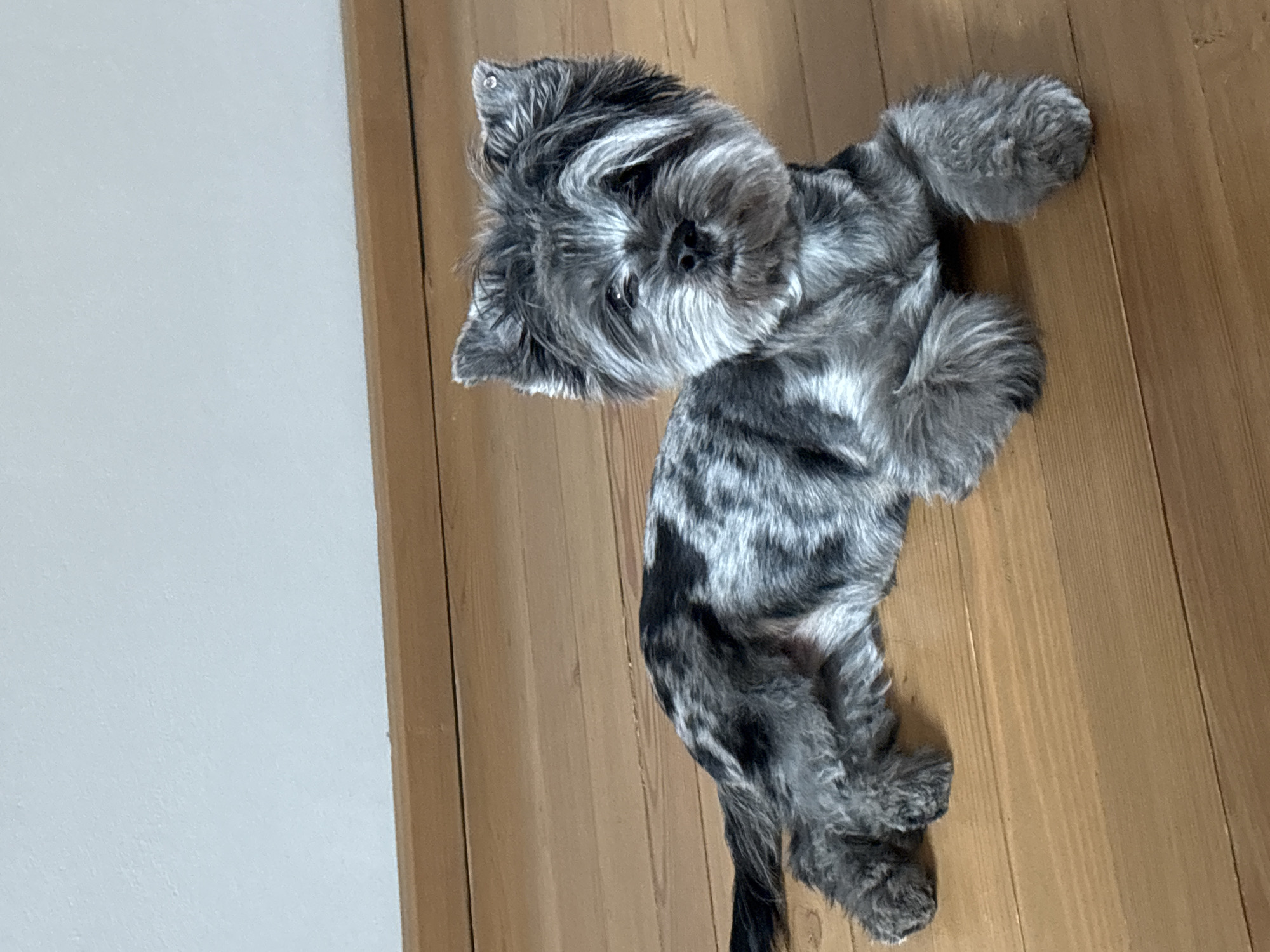 An image taken indoors, featuring a small, shaggy-haired dog with a distinctive merle or dappled coat in shades of grey, black, and white. The dog is lying on its left side on a light brown wooden floor, with its head turned towards the camera and its eyes looking slightly upwards. Its fur appears thick and somewhat wiry, particularly around its face, giving it a playful or alert expression. A small, metallic-looking stud or tag is visible on the tip of its left ear. The dog's body is stretched out, with its paws visible and somewhat curled. The background consists of the wooden floorboards and a plain, light-colored wall to the left of the dog, suggesting a home or indoor setting in Chaikovsky, Russia. The lighting is soft and even, without harsh shadows. No text is visible in the image.