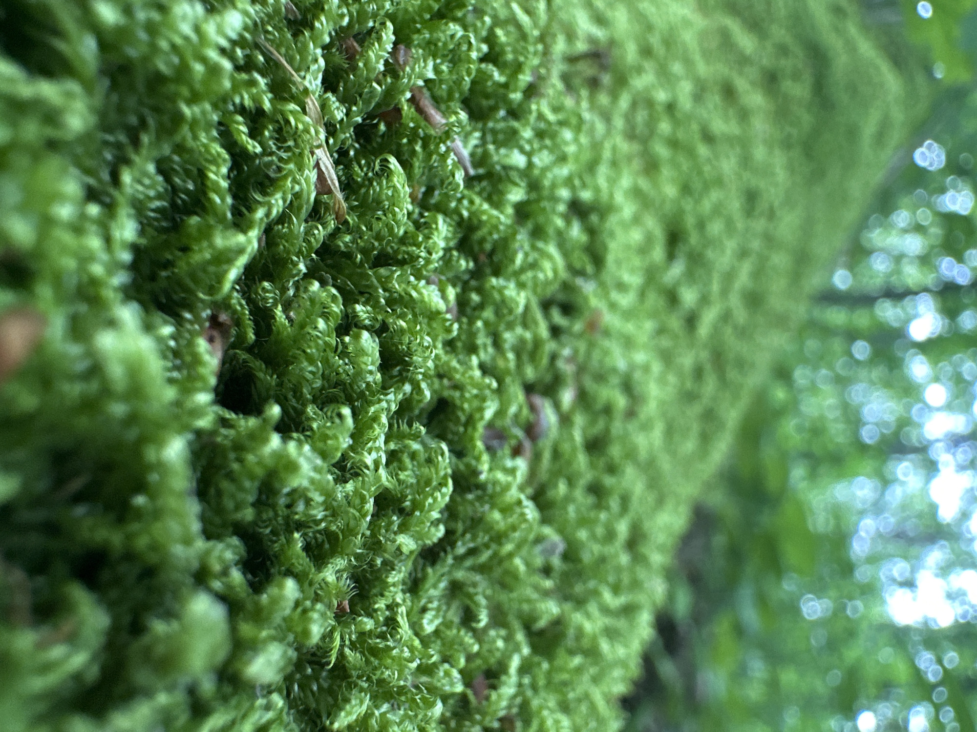 A close-up, low-angle photograph captures a dense, vibrant green moss covering a surface in the city of Unknown, Unknown. The immediate foreground displays sharply defined, textured, curly moss intertwined with sparse brown organic debris. The depth of field is extremely shallow, rendering the midground softly blurred and the background as a highly abstract bokeh of green foliage and distinct bright, circular light sources, consistent with dappled sunlight within a forested environment. No human or animal subjects, explicit actions, or man-made structures are discernible within the frame.