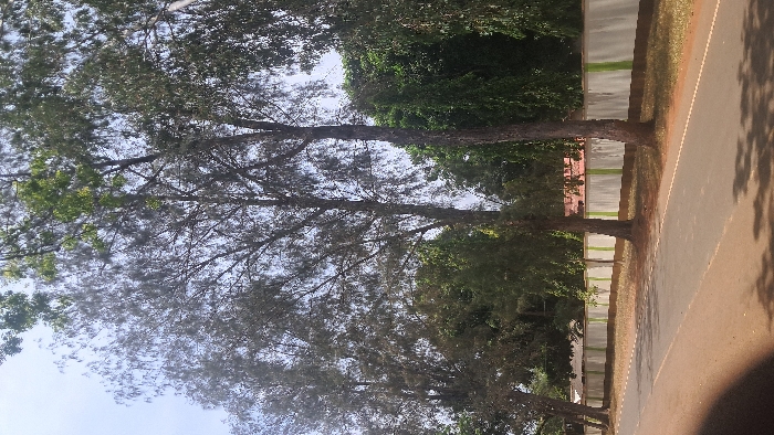 The image depicts an outdoor daytime scene in Waa Ngombeni ward, Kenya. A paved road occupies the lower portion of the frame, bordered on the left by a reddish-brown dirt shoulder and on the right by a grassy area. Multiple tall trees with varying foliage densities line the right side of the road, casting shadows onto the pavement. Behind these trees and grass, a long, white masonry wall with evenly spaced vertical green stripes is visible. A dark brown base extends along the bottom of the wall. Partially obscured by trees and above the wall, a building with a reddish-brown tiled roof is discernible in the mid-ground. The sky above is clear and light blue, visible through the tree canopy. No individuals or active subjects are present.