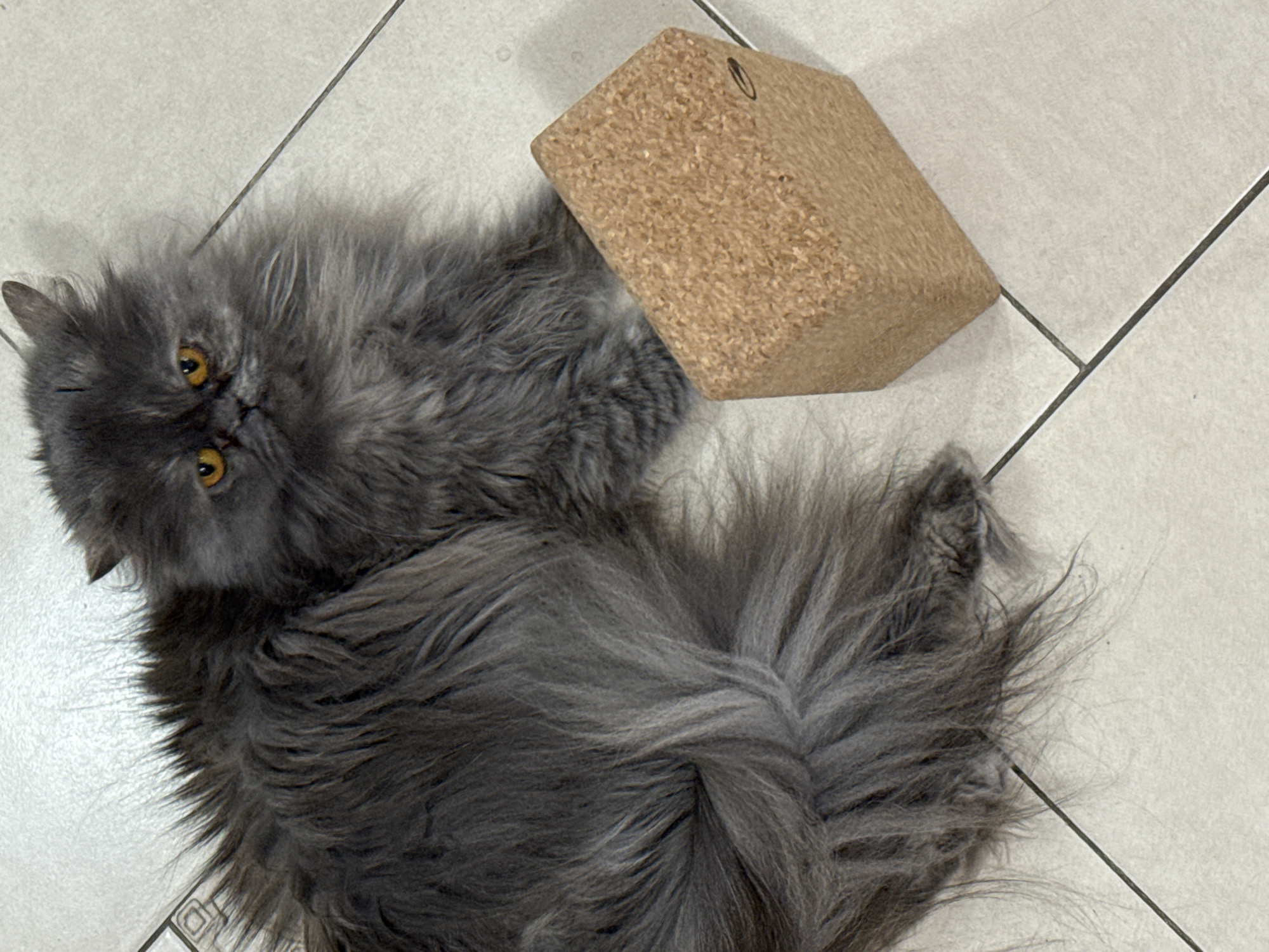 A long-haired gray cat with yellow eyes lies on a white tiled floor, its body turned slightly. Next to the cat is a cork block. The scene is indoors. There is no information available in the image to determine the location in Burgas, Bulgaria.