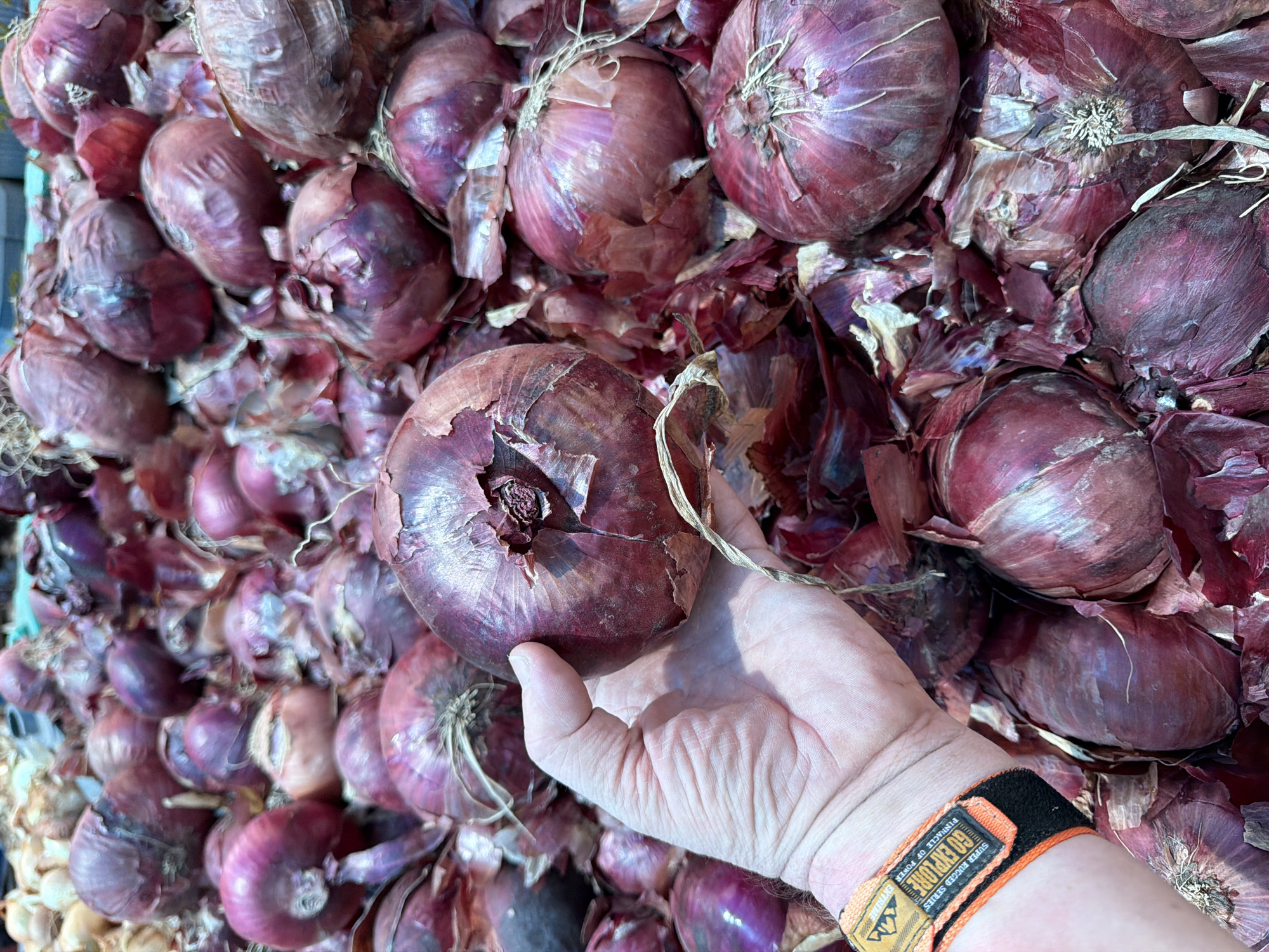 A close-up shows a hand holding a red onion amidst a pile of similar red onions, likely at a market or produce display. The onions are partially covered in their dry outer layers. The hand is caucasian, with a wristband that has lettering on it, reading “Go Explore”. The location is likely Kadima - Zoran, Israel, based on prompt details.