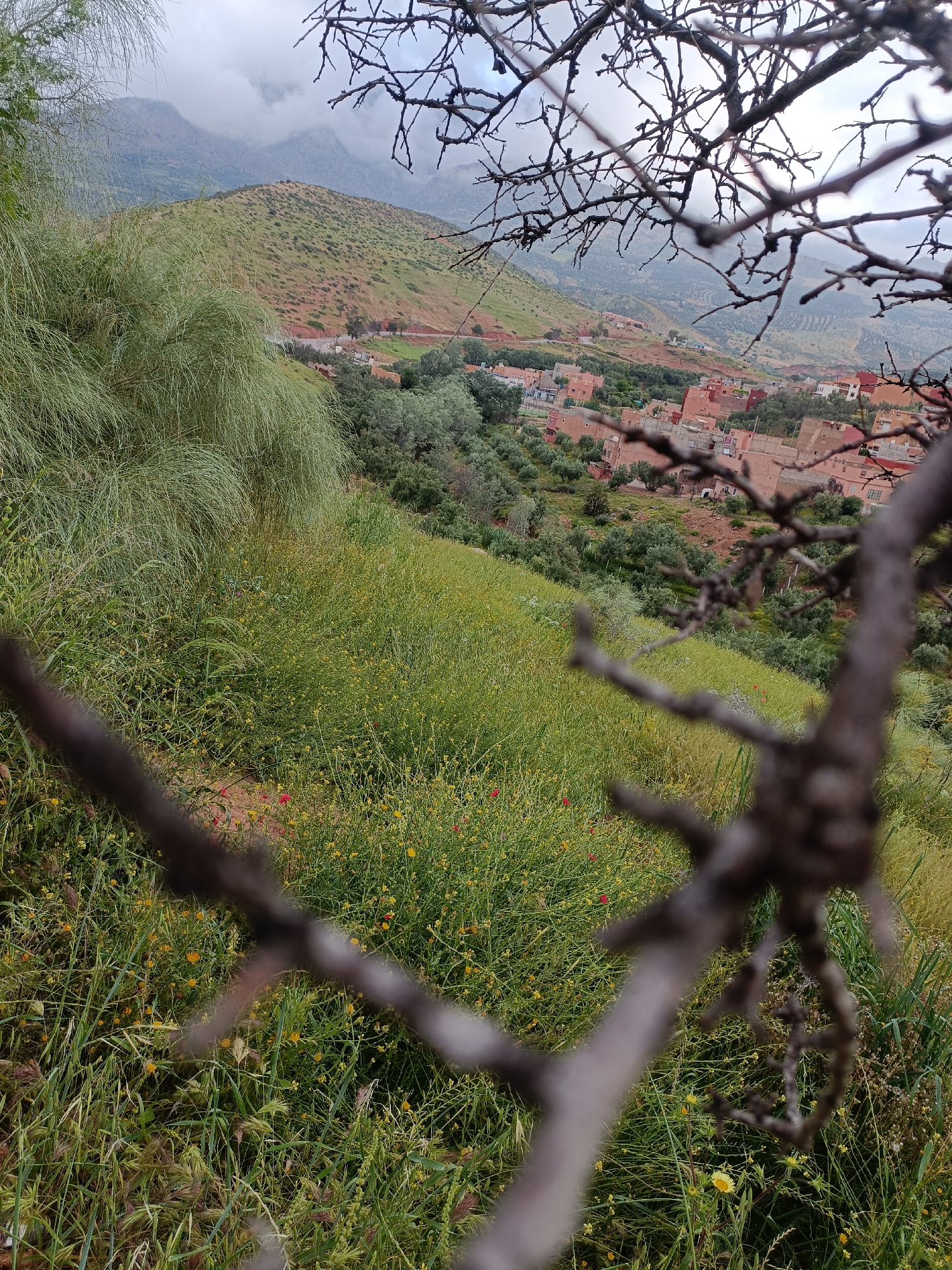The image presents a scenic, elevated view of a rural landscape in Ouaouizert, Morocco, under an overcast sky. The foreground is prominently occupied by out-of-focus, gnarled, dark-brown dry tree branches, which partially frame the scene and add depth to the composition.
Below and beyond these branches, the hillside is covered in lush green grass and dense wild vegetation, abundantly dotted with small yellow flowers and occasional red poppies. This verdant growth extends into the midground, where the terrain slopes downwards towards a small village or settlement.
The midground features traditional-style houses with flat, reddish-brown roofs, characteristic of Moroccan architecture. These structures are nestled amidst groves of olive trees and other foliage. A winding road is faintly visible, curving through the landscape near the village.
In the background, rolling hills and mountains rise majestically, their slopes exhibiting a mix of green vegetation and reddish-brown earth. The sky above is completely overcast with thick, grey clouds, indicating a cloudy or potentially rainy day. The overall atmosphere conveyed is one of natural beauty, tranquility, and rustic charm. No people or visible text are present in the image.