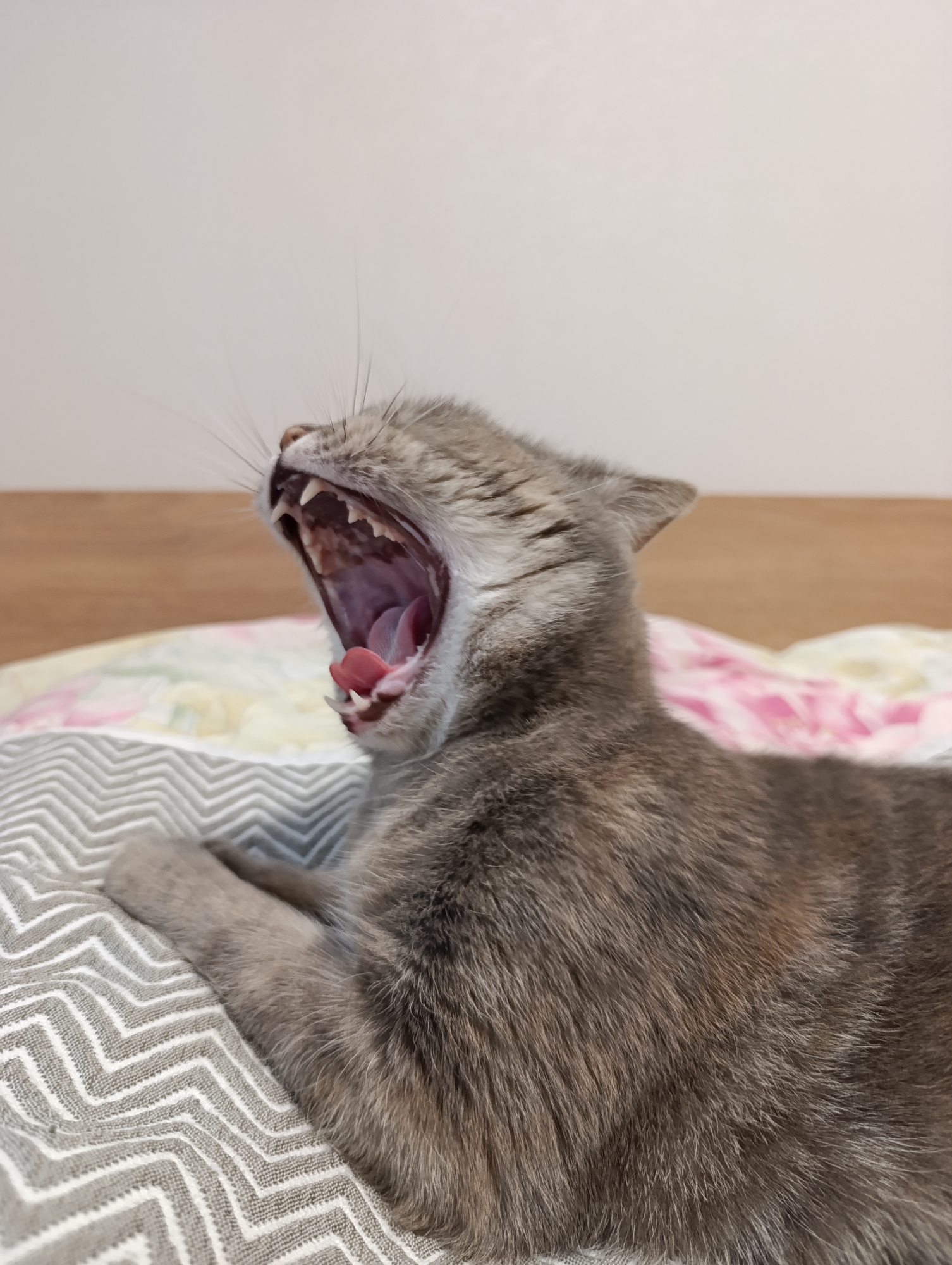 A close-up, medium shot captures a grey tabby cat yawning widely, revealing its sharp teeth and pink tongue. The cat is positioned on a bed with a patterned blanket featuring pink flowers and a grey chevron design. The background consists of a plain, light-colored wall and a wooden surface. The image is a vertical, full-color photograph. The location in the city of Chaikovsky, Russia is not discernible from the visual information provided.