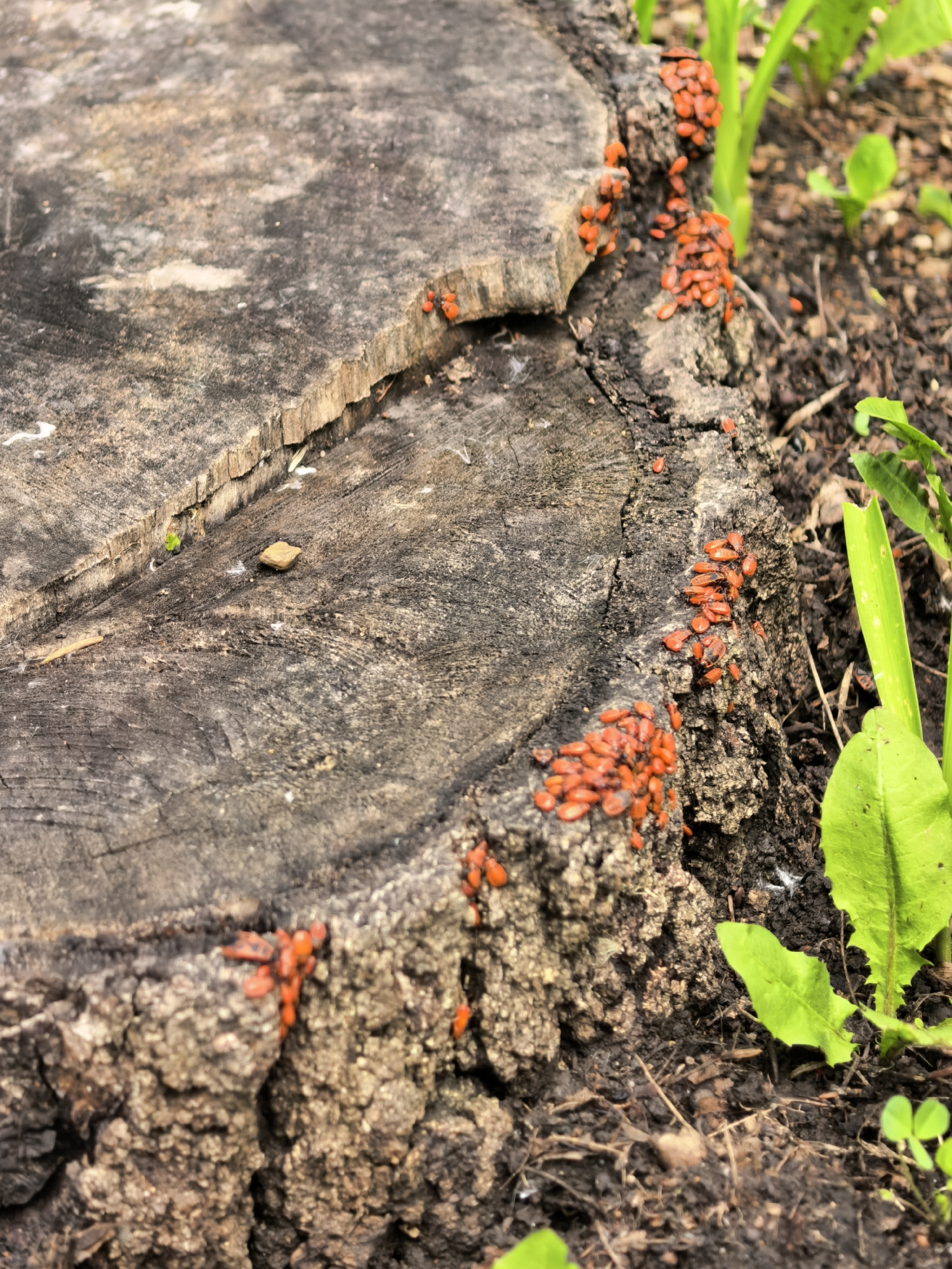 This image, captured in the city of Sterlitamak, Russia, displays a weathered tree stump in an outdoor natural environment. The stump, primarily dark gray-brown with visible concentric growth rings, exhibits a deep fissure across its upper surface, separating a raised segment of wood. Numerous small, reddish-orange insects are densely clustered in multiple aggregations along the rough bark and exposed edges of the stump, particularly on its right side and at the base. The surrounding ground consists of dark, moist soil from which several small green plant sprouts and larger, vibrant green leaves emerge, predominantly on the right side of the frame. No human subjects or direct interactions are visible.