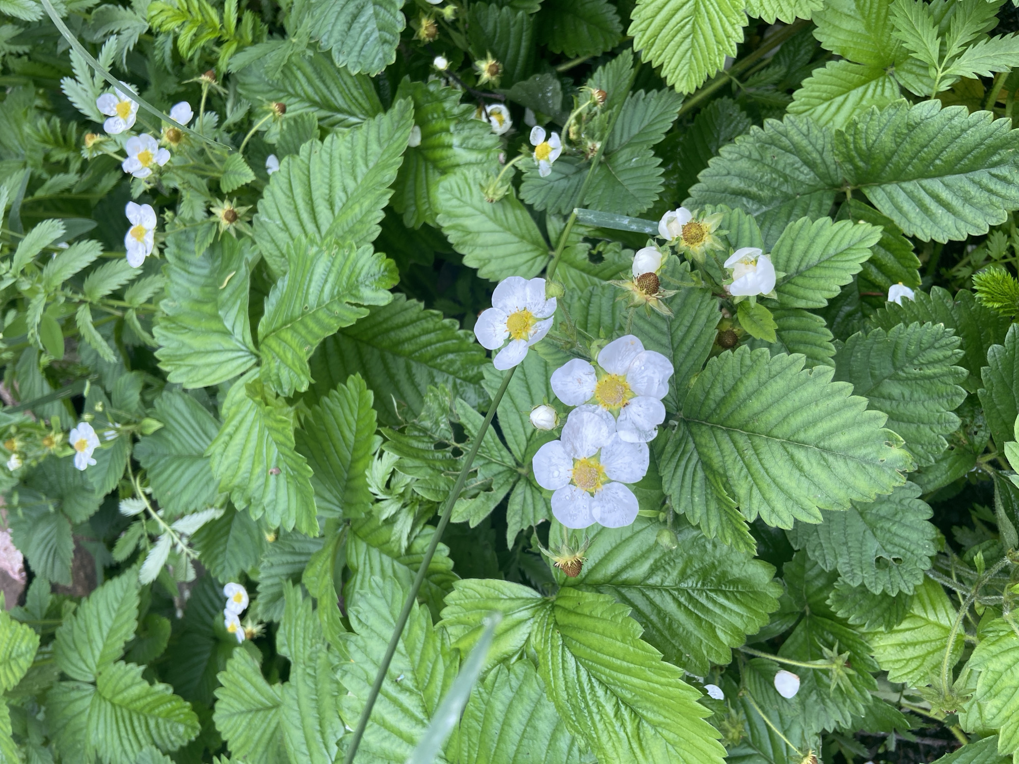The image is a close-up, overhead shot of a patch of wild strawberry plants, likely in a garden or natural setting in Usakly, Russia. The foreground is dominated by large, vibrant green leaves with deeply serrated edges and prominent veins, characteristic of strawberry foliage. Interspersed among the leaves are delicate white flowers, each with five petals and a yellow center. Some of the flowers are in full bloom, while others are buds or have partially wilted petals. Tiny brown underdeveloped fruits are also visible on some stalks. The background is a blur of more green leaves and stems, suggesting a dense growth of the plants. The lighting suggests it is daytime, and the dew drops visible on some of the petals indicate recent moisture, possibly from rain or dew. There are no people or animals visible in the image.