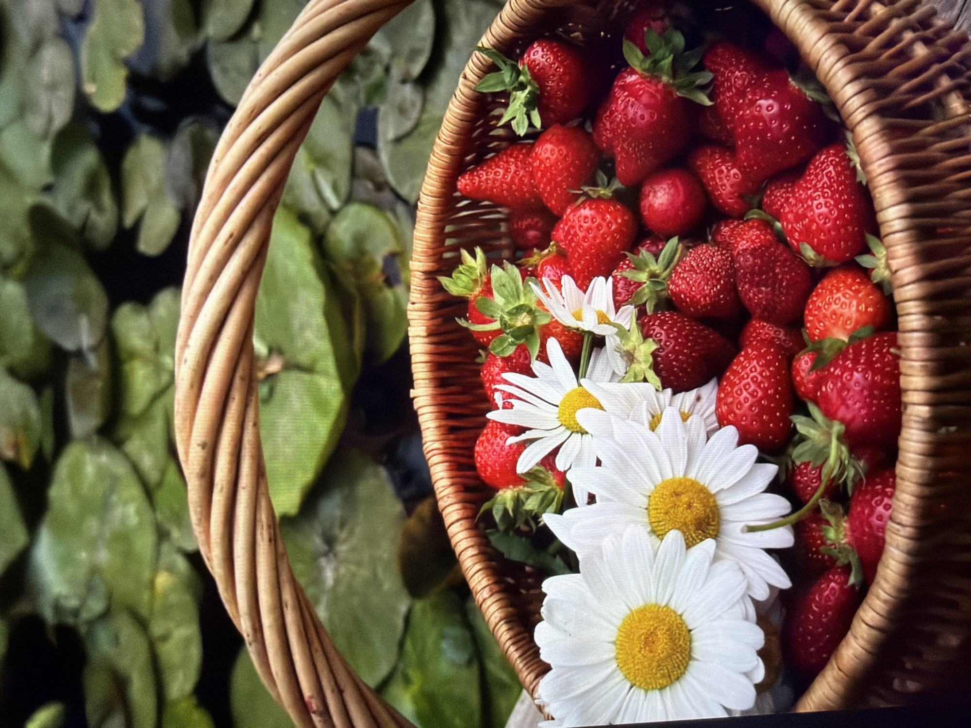 A high-angle, close-up shot captures a wicker basket filled with ripe, red strawberries and several white daisy-like flowers. The woven basket, crafted from light brown material, is positioned diagonally, with its handle forming a prominent curve in the left foreground. The strawberries, many with their green calyxes still attached, appear plump and fresh, varying in size and filling the basket. Several white daisies with bright yellow centers are nestled among the berries, adding a delicate contrast.
The background, softly blurred, reveals an outdoor, natural setting. Dark green, rounded leaves, possibly lily pads or other aquatic plants, float on a dark surface, suggesting a pond or calm body of water. This natural backdrop implies a serene environment.
The image evokes a sense of summer, freshness, and the bounty of nature, possibly a recent harvest or a picnic scene. The natural lighting indicates it is daytime. The setting is Ros Na Rí, Ireland, suggesting a picturesque rural or natural Irish landscape. No visible text is present in the image.