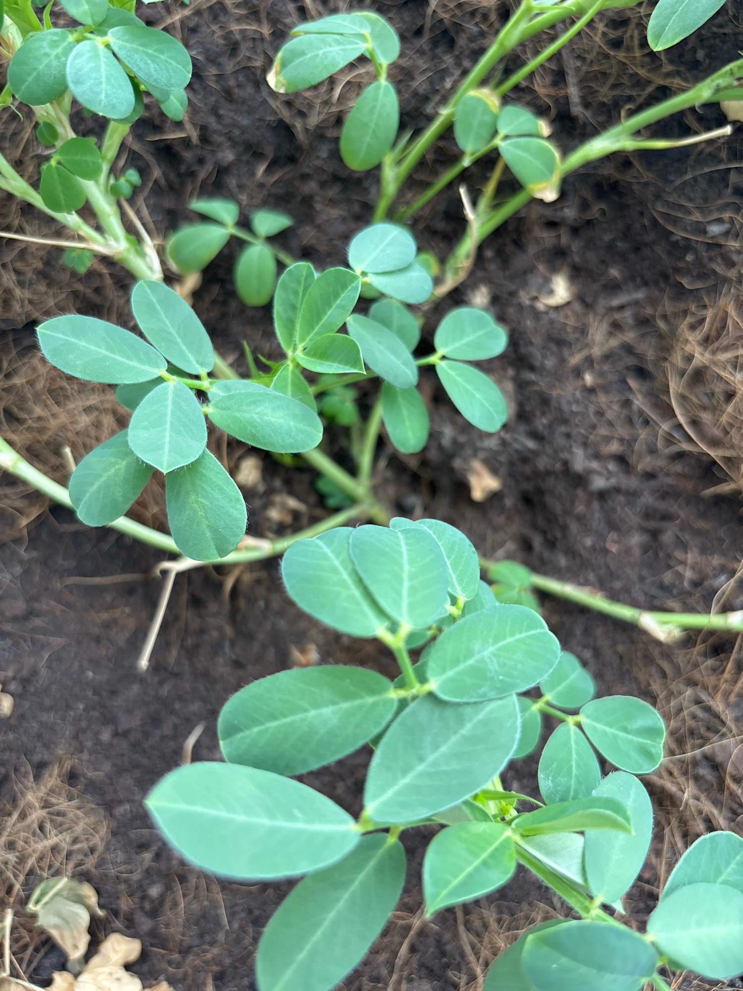 The image shows a close-up view of young peanut plants growing in soil. The plants have green, oval-shaped leaves arranged in pairs along thin stems. The soil appears dark and moist, with some dry organic matter mixed in. The image is taken from a slightly elevated angle, looking down on the plants. There are no people or specific landmarks visible that would indicate a location within Nha Trang, Vietnam. The focus is solely on the vegetation.