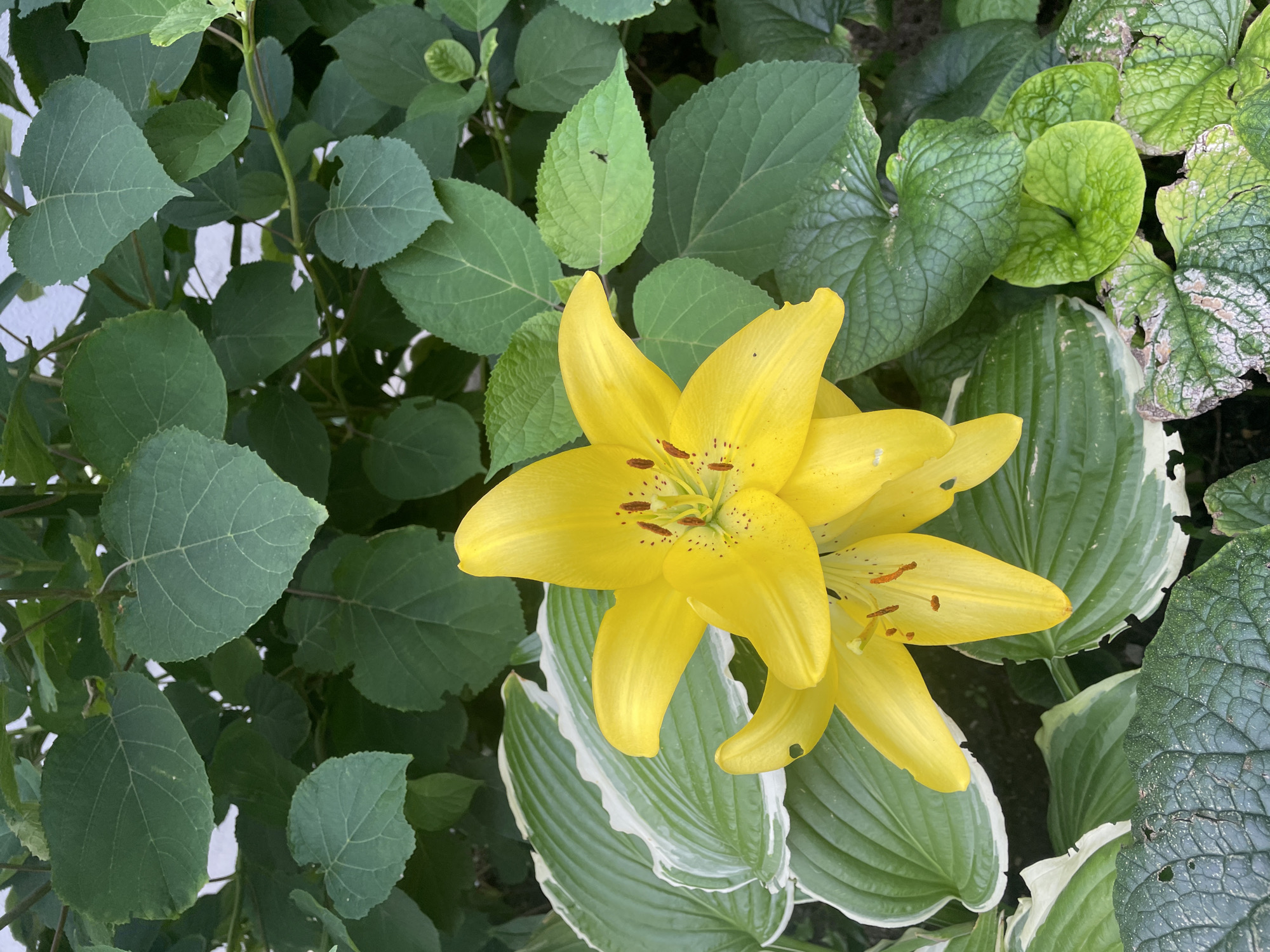 The image shows two yellow lilies blooming in a garden. The lilies are in the foreground, with their bright yellow petals unfurled and their stamens visible. They are surrounded by various green leaves, including some hosta leaves with white edges. In the background, there are more dense green leaves. The lighting suggests it is daytime. The scene is a close-up shot, focusing on the flowers and foliage. There is no indication of the city of Brest, Belarus, in the image.