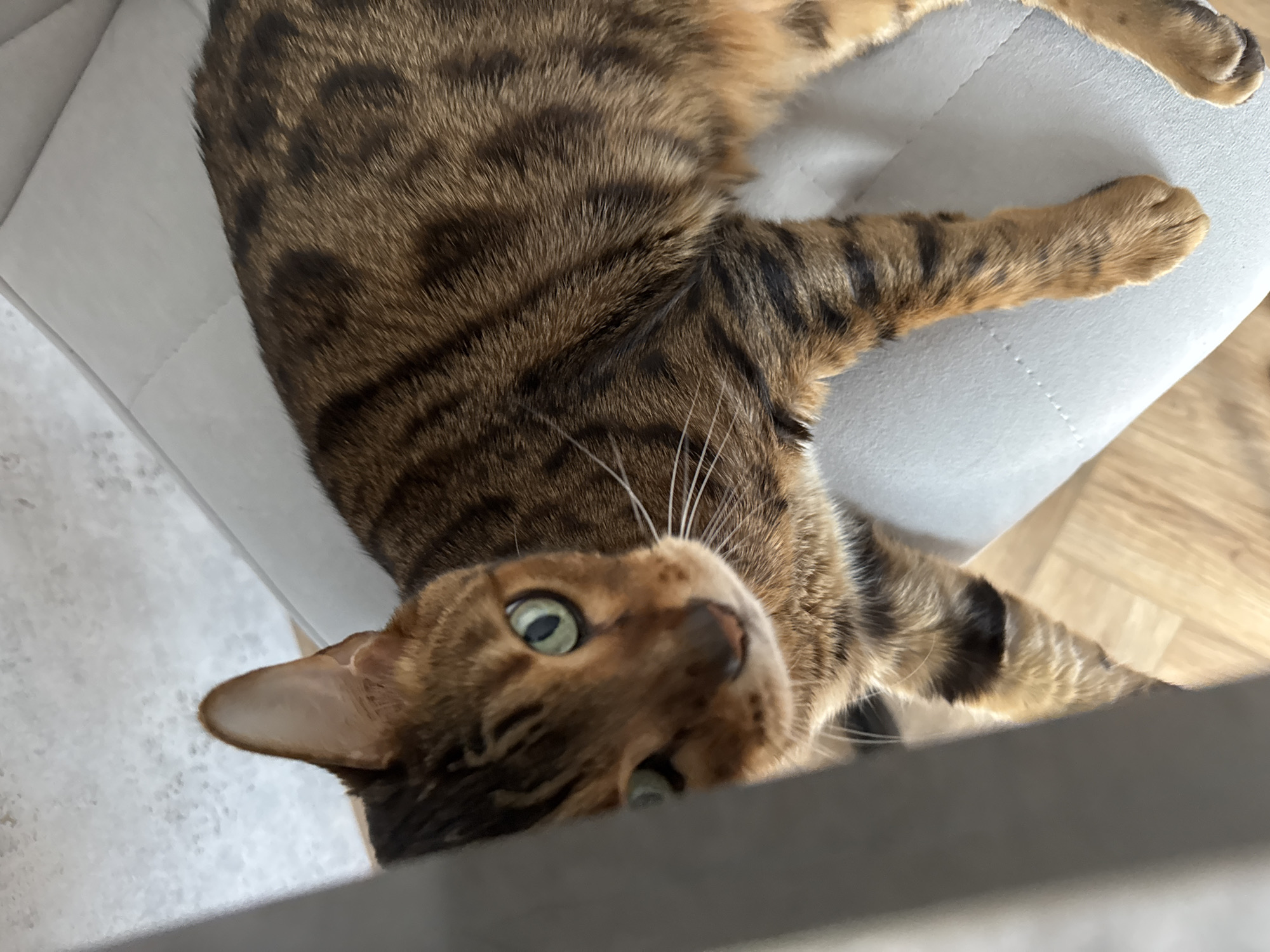 An indoor photograph taken in Unknown, Unknown, features a Bengal cat with distinctive brown and black spotted and striped fur. The cat is positioned on a light grey, upholstered surface, likely a piece of furniture, which exhibits subtle stitching details. Its head is turned towards the viewer, revealing bright green eyes and a pinkish nose, though a vertical, flat, light grey object in the foreground partially obscures the left side of its face and body. Prominent white whiskers extend from the cat's muzzle. Portions of a light-colored wooden floor are visible to the bottom left and bottom right of the upholstered surface. The background is indistinct and light-colored.