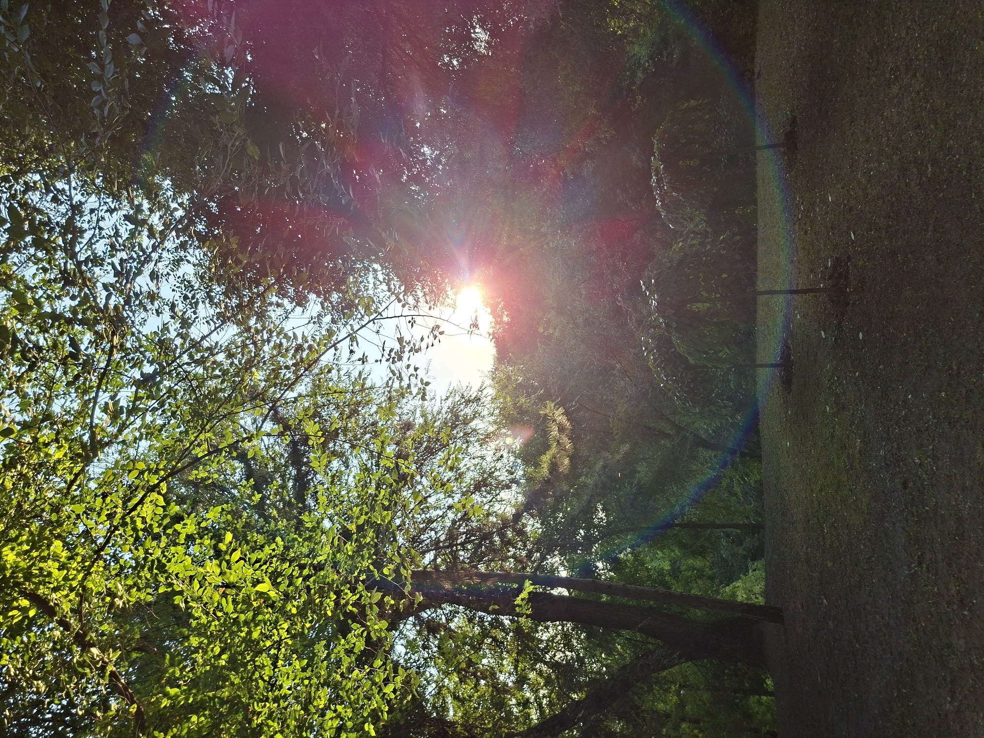 The photograph captures a sunlit park setting, likely in Chișinău, Moldova, as indicated by the metadata. The image is dominated by lush green trees, with sunlight filtering through their leaves. In the foreground, a patch of grass is visible, with a few small, decorative trees planted in a line. The sun is positioned in the upper right quadrant of the image, creating a lens flare with vibrant rainbow hues. The background consists of dense foliage and a bright sky. There are no people or animals present in the scene. The overall atmosphere is tranquil and natural.