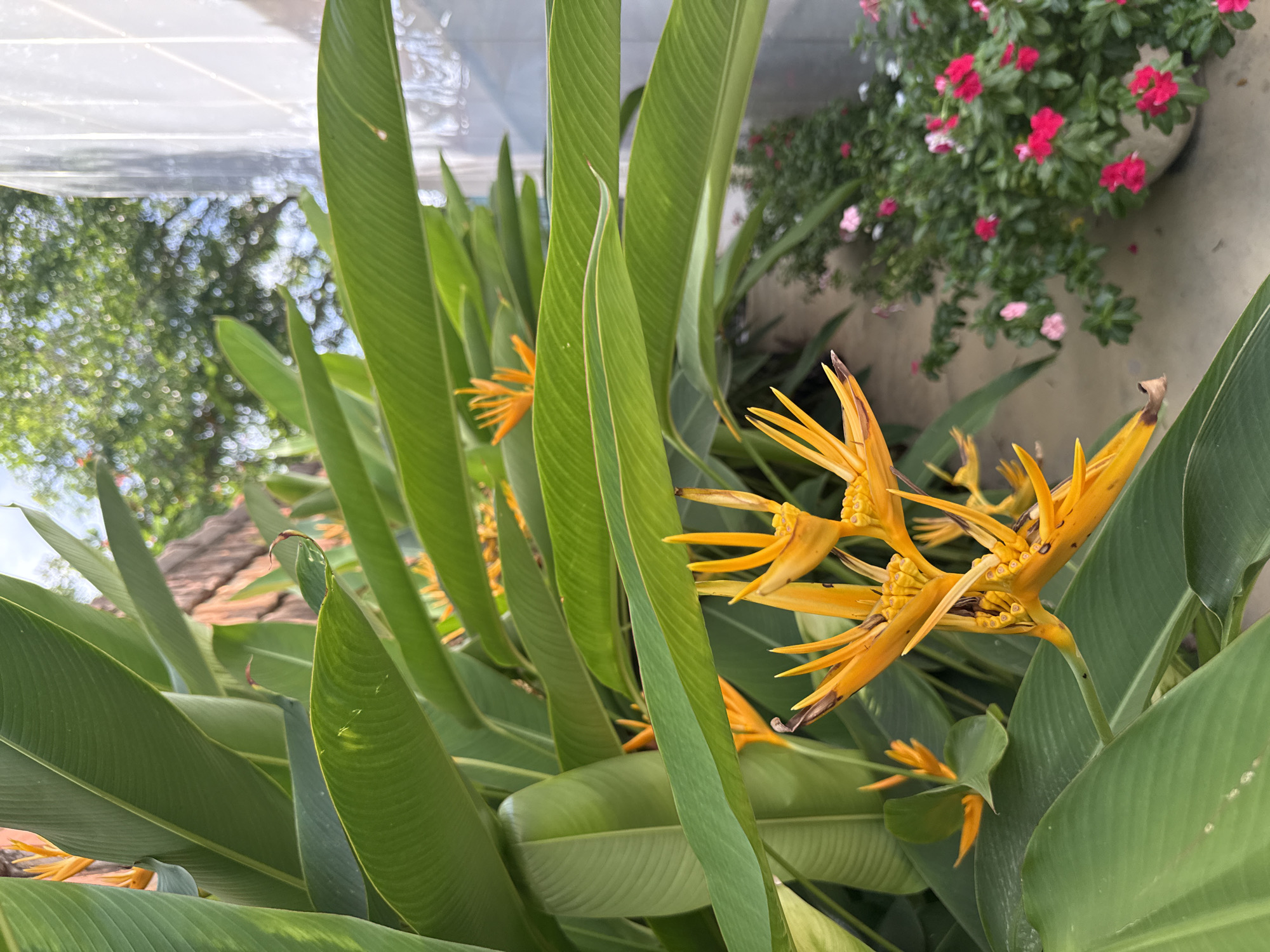 In Nha Trang, Vietnam, a close-up shot focuses on vibrant yellow Heliconia flowers with their distinctive bracts and delicate petals. These tropical blooms are nestled amongst large, lush green leaves, creating a rich, natural texture. In the background, a blurred backdrop reveals more of the verdant foliage, suggesting a garden or natural setting. To the right, a white structure, possibly part of a building or wall, stands with a subtle textured pattern. Further in the background, a small potted plant bursts with bright pink and white flowers, adding a contrasting splash of color. The scene captures the essence of tropical flora in a possibly outdoor, well-lit environment.