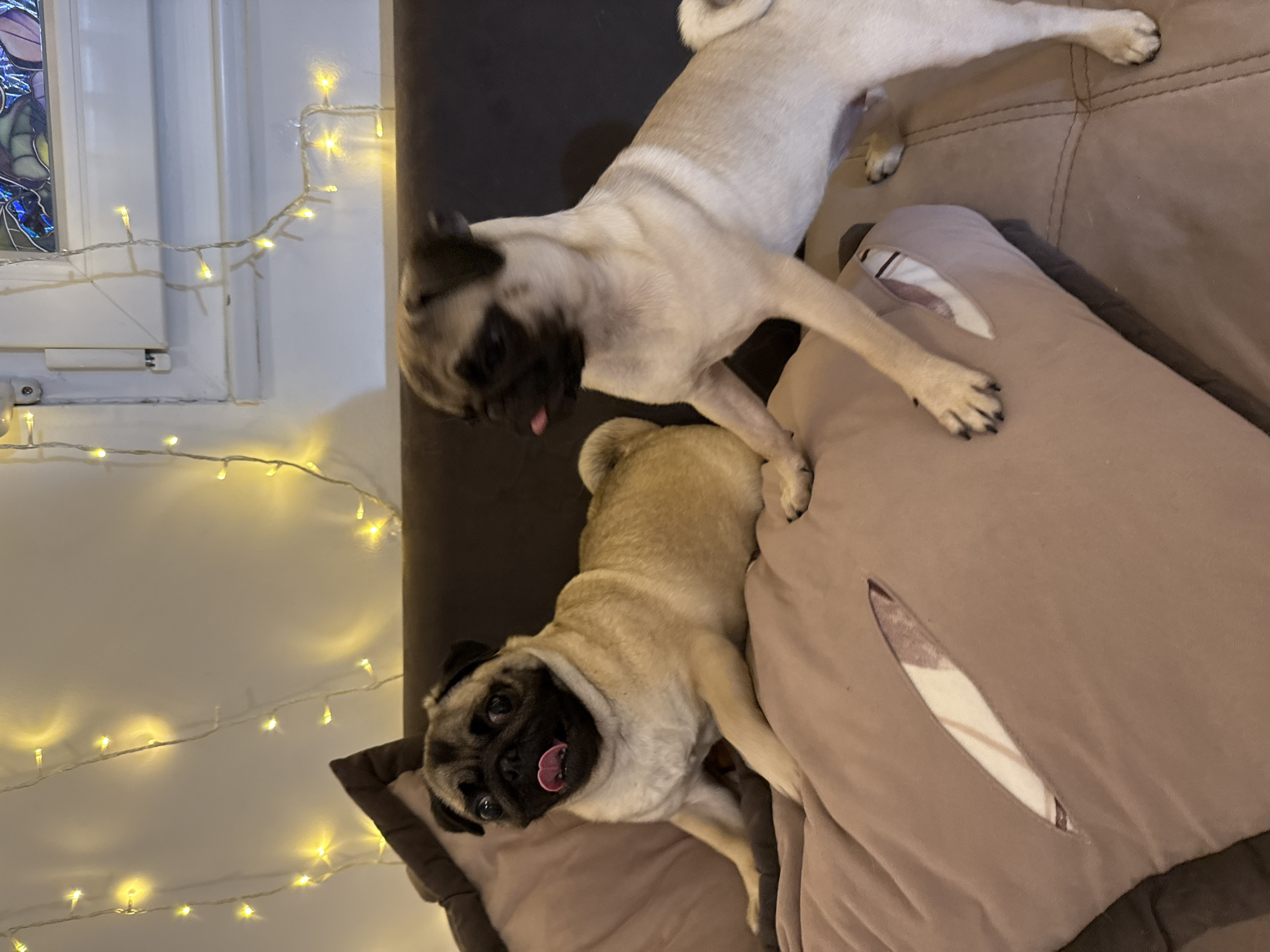Two fawn pugs are on a couch. One pug is in the foreground, lying down, with its tongue sticking out. It is looking up at the camera. The other pug is in the background, standing and looking away from the camera, with its tongue also sticking out. The couch is upholstered in a brown fabric. There are string lights in the background, which are yellow and illuminating the scene. The lighting suggests it is nighttime or the room is dimly lit.