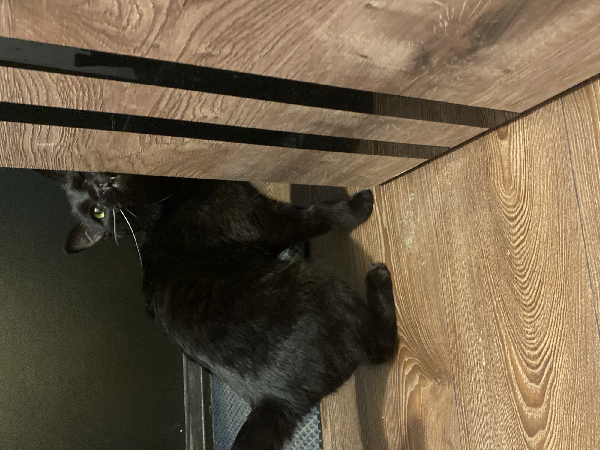 A black cat lies on a wood-look floor under a wooden furniture item with black accents. The floor is light brown with a wood grain pattern. The cat is positioned with its head facing the lower left of the frame and its body extending diagonally upwards towards the right. The furniture above it has horizontal black strips. The location is not discernible as Izhevsk, Russia.