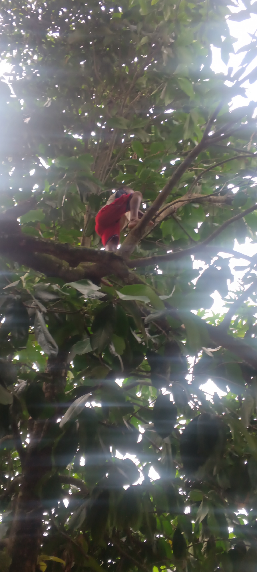 The vertical-format image captures a scene of a person climbing a tree, likely in Eziudo, Nigeria. The primary subject is an individual, possibly a child or young person, wearing red shorts and a light-colored top, with bare feet, actively navigating the branches of a large tree. The person is positioned among dense green foliage, with their body partially obscured by branches and leaves. Their left leg is visible, bent and pressed against a thick branch, while their right leg is less clear, indicating movement or an awkward climbing posture.
The setting is outdoors, dominated by the tree's canopy. Numerous dark, thick branches crisscross the frame, supporting the climber. Lush green leaves are abundant, creating a natural, leafy environment.
The activity taking place is tree climbing. The person appears focused on their ascent or position within the tree.
Notable details include the bright, almost overexposed light filtering through and around the leaves, suggesting it is daytime and sunny. The light creates lens flares and highlights the edges of the leaves and branches against the bright sky, indicating good weather. The dense foliage and the type of tree suggest a tropical or subtropical climate, consistent with the given location context of Eziudo, Nigeria. No visible text is present in the image. The overall impression is one of natural activity in a vibrant outdoor environment.