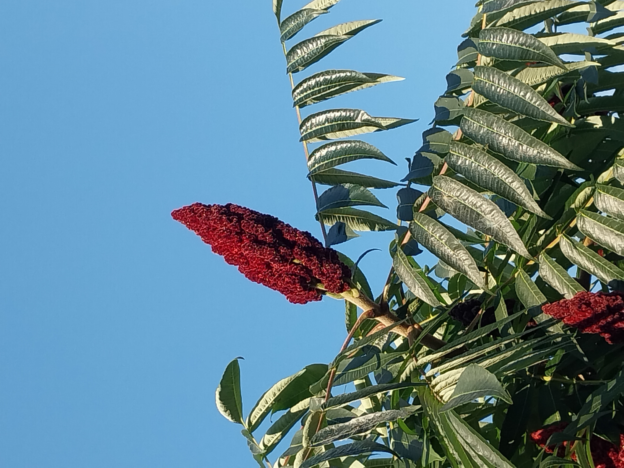 A close-up, low-angle shot shows a cluster of red sumac seed heads against a clear blue sky. The seed heads are conical and covered in small, fuzzy red florets. They are attached to a branch of a sumac tree, surrounded by the tree's compound leaves. The leaves are elongated and serrated, with a light green color and prominent veins. The overall impression is one of lush vegetation and a clear, sunny day, likely in a park or garden setting within the city of Doslidne, Ukraine, given the context.