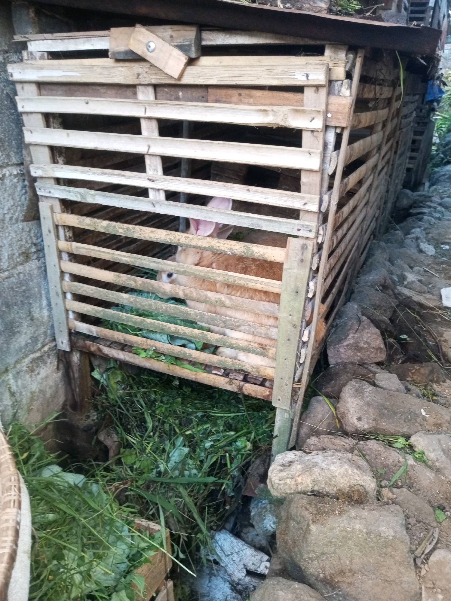 In Andongsili, Indonesia, a crude wooden enclosure, constructed from horizontally oriented planks and vertically aligned bamboo poles, houses a light brown animal, possibly a rabbit or young goat, amidst a pile of green vegetation. The enclosure's uneven wooden construction, with some planks appearing weathered and rough, suggests a rustic setting. One wooden plank is positioned diagonally across the top of the enclosure, secured with a metal fastener. The ground surrounding the enclosure is covered in rocks of varying sizes and scattered green foliage. A grey concrete wall forms the left boundary of the scene.