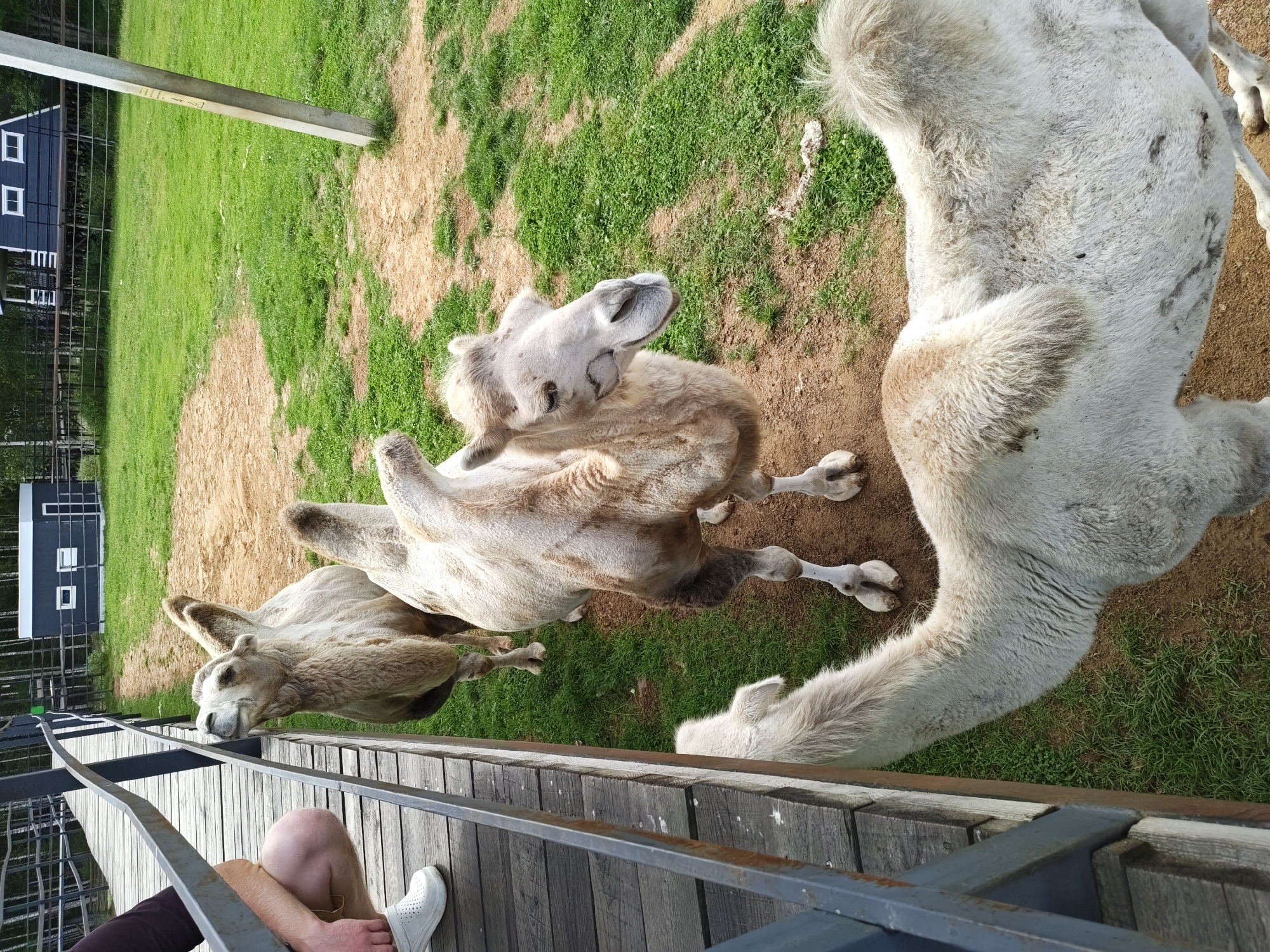 In the city of Dorishchi, Russia, at a camel sanctuary, a person kneels on a wooden walkway. Three camels are visible in the foreground and middle ground. The closest camel, viewed from the rear, has a fluffy white coat with a patch of brown on its back. To its left, a second camel, facing the viewer, has a light brown coat and a long neck. Behind it, a third camel, also facing away from the viewer, is lighter in color and appears to be reaching over a railing. The environment includes a grassy area, a dirt path, and a wooden fence. In the background, a dark blue building with white windows and a metal fence can be seen, surrounded by trees. The lighting suggests it is daytime.