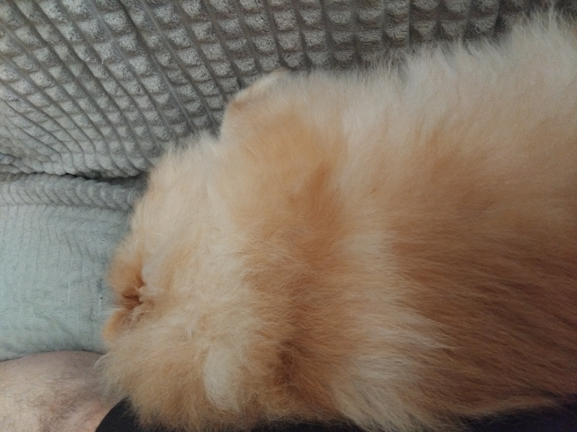 The image shows a close-up, overhead view of a fluffy, light brown dog lying on a gray, textured blanket. The dog's fur is soft and voluminous, covering most of the frame. The gray blanket has a woven pattern of raised squares. Part of a person's leg, covered in light hair, is visible in the upper left corner of the image. The scene appears to be indoors, on a couch or bed. There is no information available in the image to determine its location in the city of Apriltsi, Bulgaria.