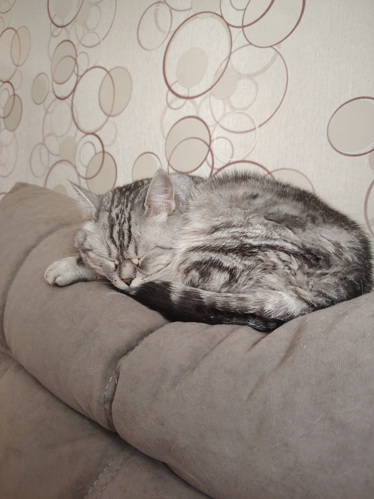 An indoor, eye-level, medium shot shows a silver tabby cat sleeping curled up on a tan couch. The cat is positioned in the lower right of the frame, with its head tucked into its body. Its eyes are closed, and its paws are tucked beneath it. The cat's fur is a mixture of gray, black, and white, with distinct tabby markings. The couch appears to be made of a soft, textured fabric. In the background, a wall is visible with a light-colored wallpaper featuring an abstract pattern of overlapping circles in shades of beige and brown. The lighting in the scene is soft and even, suggesting an indoor environment with ambient light.