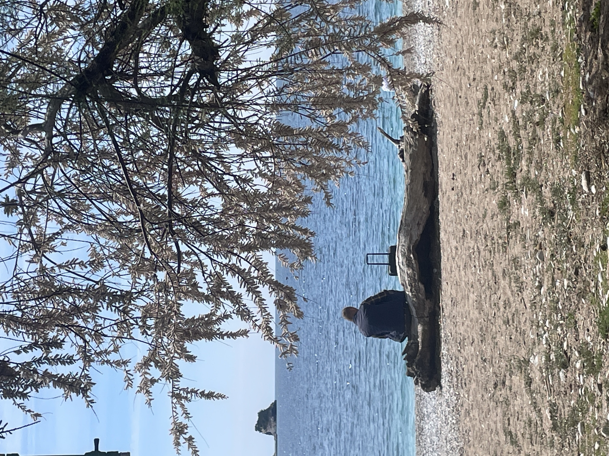 A landscape photograph shows a beach in Budva, Montenegro, from an eye-level perspective. An adult sits on a driftwood log that separates the beach and the turquoise water. In the distance, there's a small island, and a tree branch with pale leaves frames the left side of the photograph. The beach consists of sand and small pebbles, with some sparse vegetation on the right.