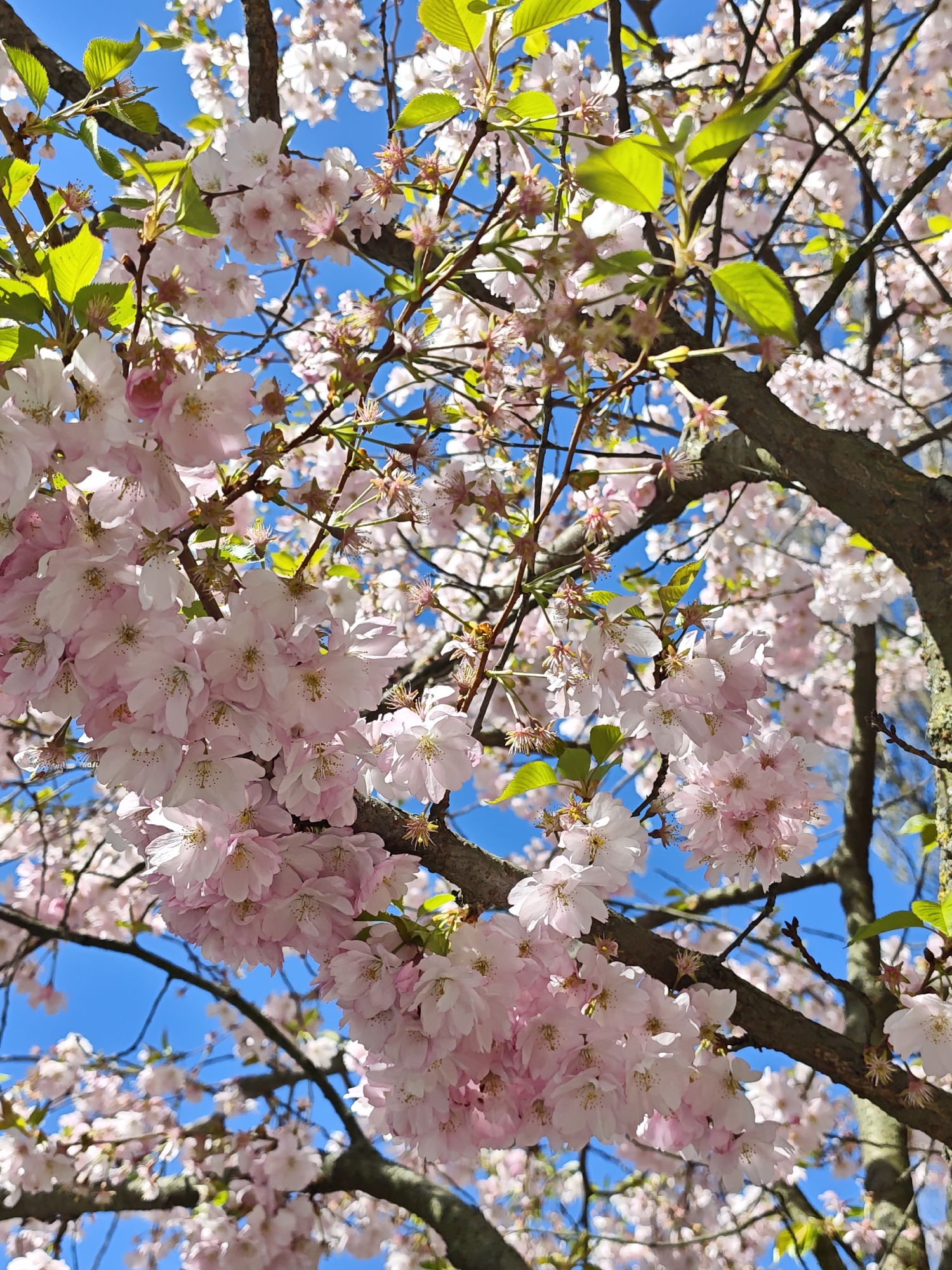 This media file captures a vibrant close-up of a cherry blossom tree in full bloom, set against a brilliant clear blue sky. The primary subjects are numerous clusters of delicate pink to light pink cherry blossoms, densely packed along the tree branches. Many of the flowers exhibit multiple petals, characteristic of ornamental cherry varieties.
Interspersed among the blossoms are fresh, bright green leaves, indicating the tree is actively growing in spring. The thick, dark brown branches of the tree weave through the frame, providing structure and contrast to the soft flowers. The strong sunlight illuminates the blossoms and leaves, casting subtle shadows and highlighting the delicate textures of the petals.
The scene depicts a peaceful moment in nature, focusing on the beauty of the blooming tree. The clear blue sky suggests fine, sunny weather, typical of a spring day. There are no people or man-made objects visible, keeping the focus entirely on the natural beauty of the blossoms. The overall impression is one of freshness, renewal, and natural beauty. No visible text is present in the image. While the location context provided is Vinnytsia, Ukraine, there are no specific visual cues within the image itself to identify this location, as it is a close-up of a tree.