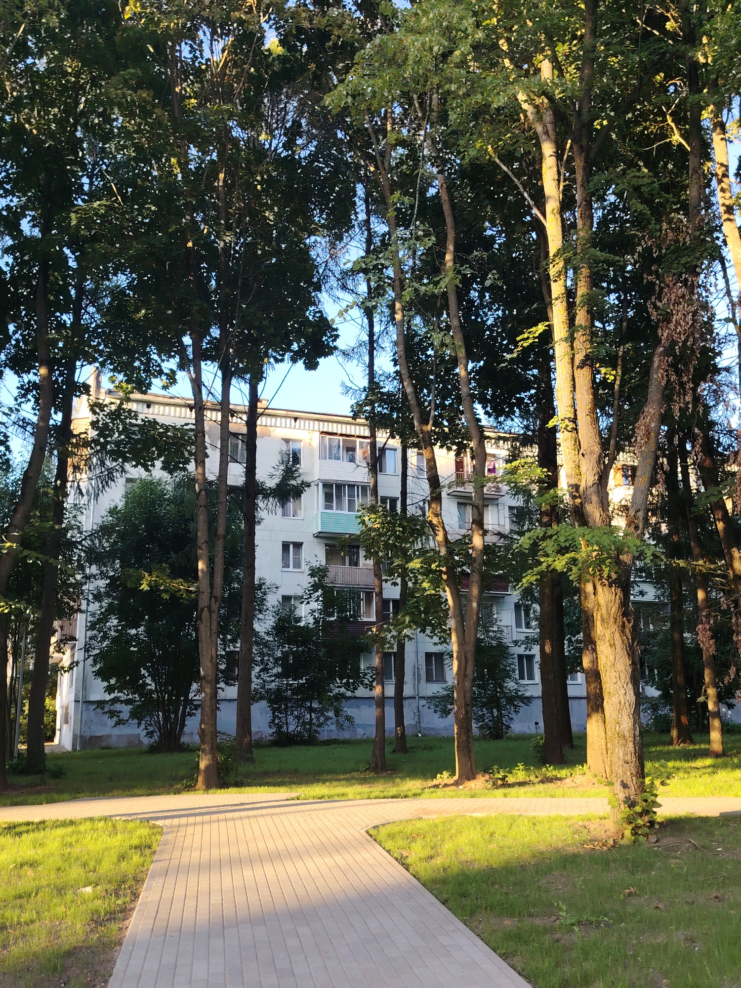 A paved walkway in the foreground leads towards a light-colored, multi-story apartment building partially obscured by trees. The walkway is made of light grey rectangular pavers arranged in a linear pattern. To the left of the walkway is a strip of green grass. Behind the grass, a line of trees with dense green foliage stands between the walkway and the building. The apartment building is a light blue-grey color with numerous windows and balconies. Some balconies have light-colored awnings extended. The trees are tall with thick trunks and dark green leaves, casting shadows on the grass and walkway. The scene appears to be set in an urban environment, possibly a residential area in Konakovo, Russia. The lighting suggests it is daytime, with sunlight filtering through the trees. There are no people visible in the image.
