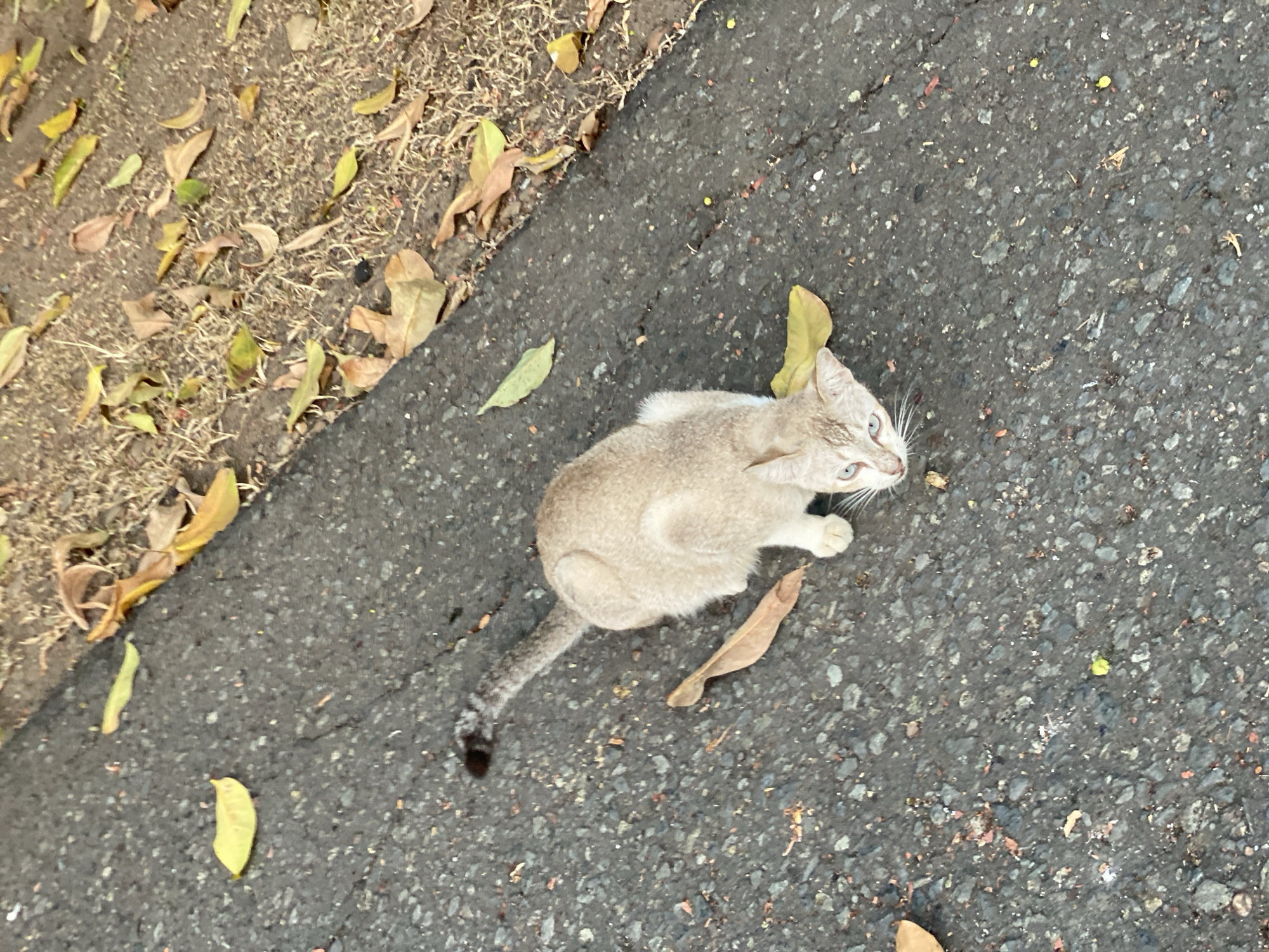 A tan cat with blue eyes is crouched on a cracked asphalt surface, which is partially covered with dry leaves and twigs. The cat's tail is raised and speckled with dark markings. The scene appears to be an outdoor environment, possibly a roadside or pathway, in Banjarbaru, Indonesia, with foliage visible along the edge of the paved area. The lighting suggests it is daytime.
