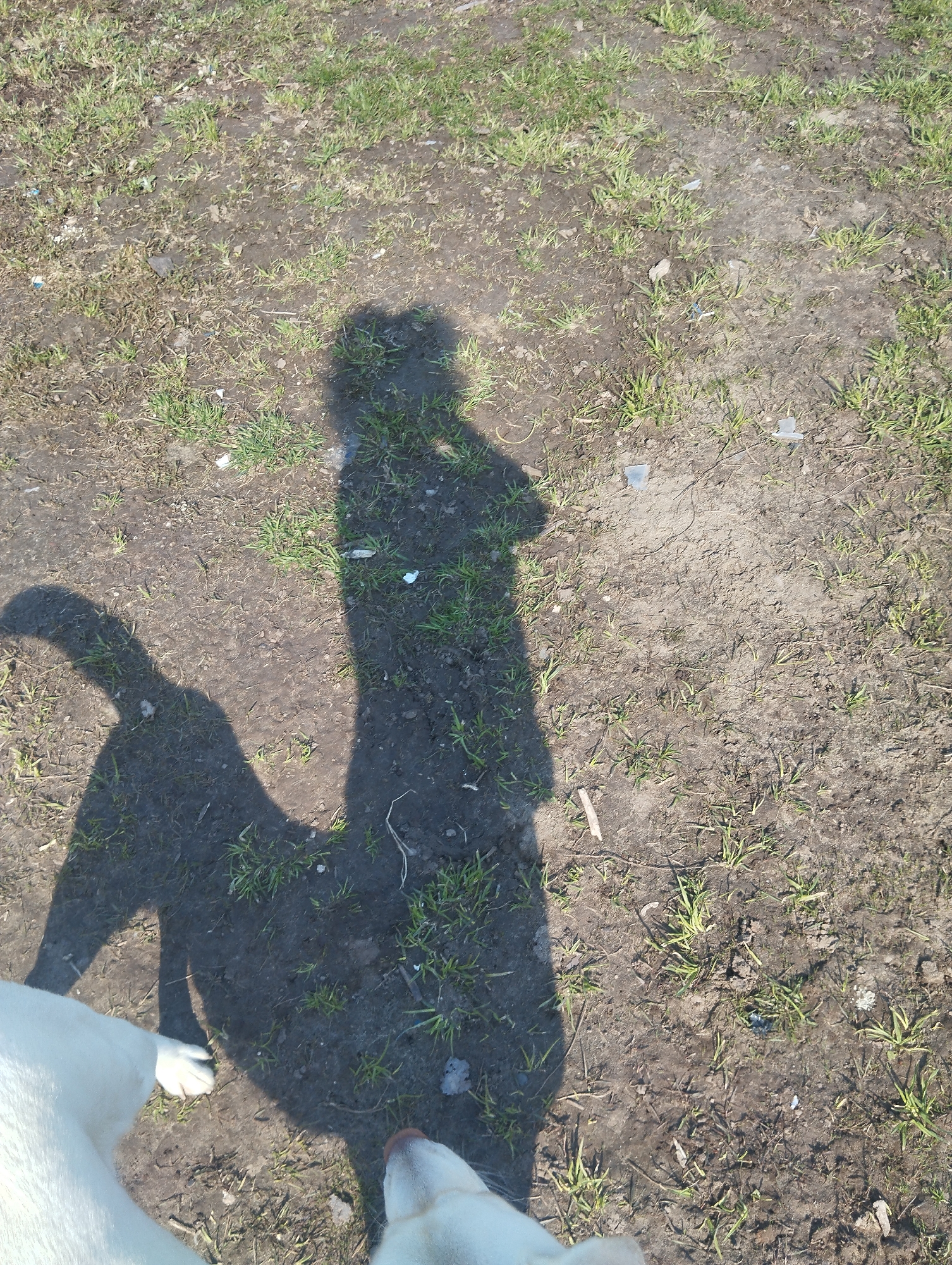 The image displays an overhead view of a dirt and sparsely grassed ground in Grishanki, Russia, bathed in bright sunlight. The prominent subjects are the shadows of a person and a dog, alongside visible portions of the white dog itself.
The ground consists of reddish-brown soil with scattered patches of green grass. Small pieces of white debris, possibly plastic or paper, and a small stick are visible amongst the dirt and grass.
The shadow of an adult person, with arms appearing crossed, is cast centrally and towards the upper-right of the frame. To the left of this, the clear shadow of a dog is visible, showing its tail and body shape. The person appears to be holding a camera or phone to take the photo, as indicated by the angle and subject matter.
In the bottom-left corner of the frame, the white body and paw of a dog are visible, while the top of the dog's white head, including its snout and nose, can be seen in the bottom-right, looking downwards. This suggests the dog is either sitting or standing close to the person.
The well-defined and somewhat elongated shadows indicate that the photo was taken during a sunny day, likely in the mid-morning or late afternoon. The setting appears to be an outdoor, unpaved area, possibly a field or path. No text is visible in the image.