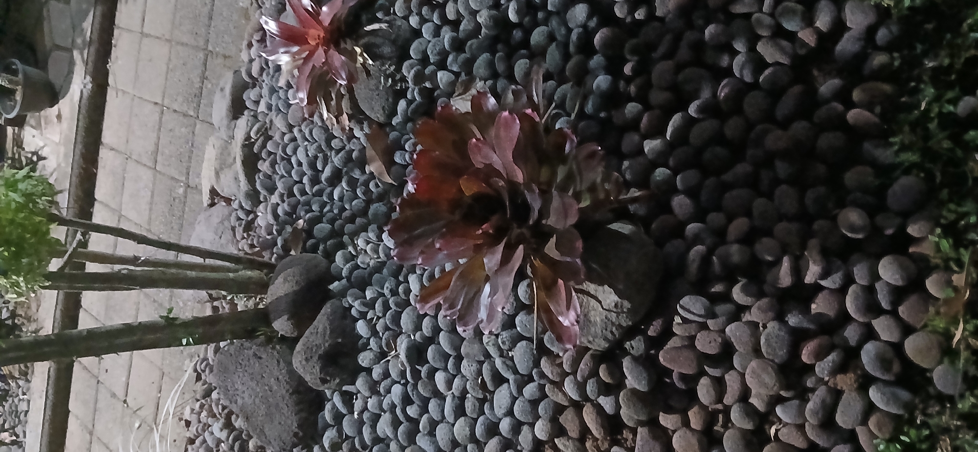 This is a medium-shot, eye-level, vertical photograph taken at night. The scene is a garden area with a paved walkway visible in the background. The foreground is covered in small, dark, rounded pebbles, with some larger, grey rocks scattered amongst them. Two plants with reddish-brown, spiky leaves are prominently featured. One plant is in the center of the frame, resting on a rock, while the other is to the right, partially obscured by the first. In the background, behind the pebbles and rocks, are the thin, grey trunks of a small tree with some green foliage at the top. The paved walkway is made of light grey square tiles laid in a grid pattern. A dark pot with a plant is visible on the far right of the walkway. The lighting suggests artificial light sources, casting shadows and highlighting the textures of the pebbles and plants. The overall impression is of a tranquil, decorative garden space. The location is identified as Sekarputih, Indonesia.