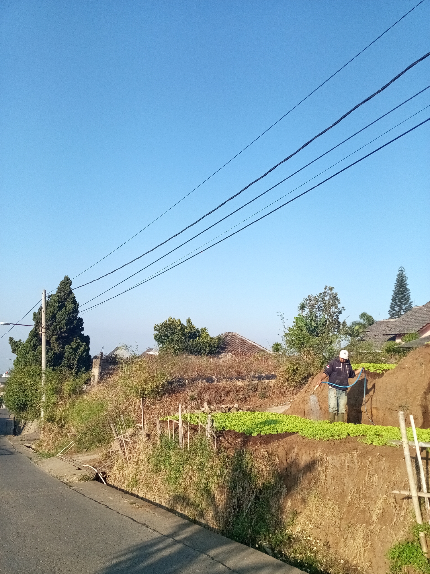 In Cihanjuang, Indonesia, a person wearing a white cap and a dark jacket is watering a terrace farm. The farm is planted with rows of green leafy vegetables. The person is using a blue hose connected to a water source. The farm is situated on a hillside, with the road running alongside it. The sky is clear and blue, and the sun is shining brightly, casting shadows on the road and the farm. Several houses with tiled roofs are visible in the background, along with trees and vegetation. Power lines are strung across the upper portion of the image. The terrain is characterized by steep slopes and dry earth, suggesting a rural or semi-rural setting within the city.