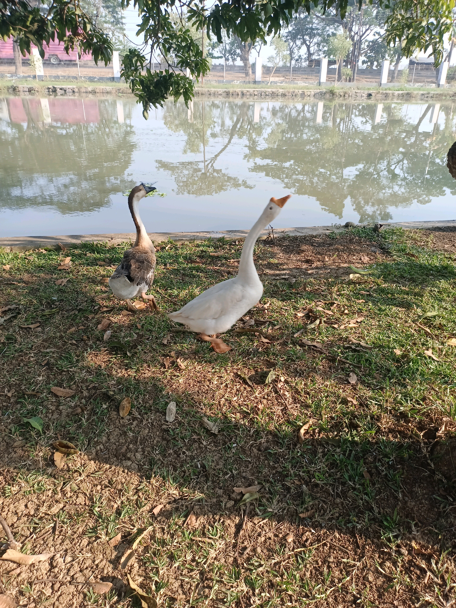 Two geese, one with brown and white plumage and the other pure white, are standing on a grassy area next to a body of water. The brown and white goose is facing left, while the white goose is facing right, with its neck extended upwards. The water is calm and reflects the surrounding trees and buildings. In the background, there are trees, a fence, and some buildings. The ground is covered with grass and fallen leaves. The scene appears to be a park or a recreational area in Subang, Indonesia.