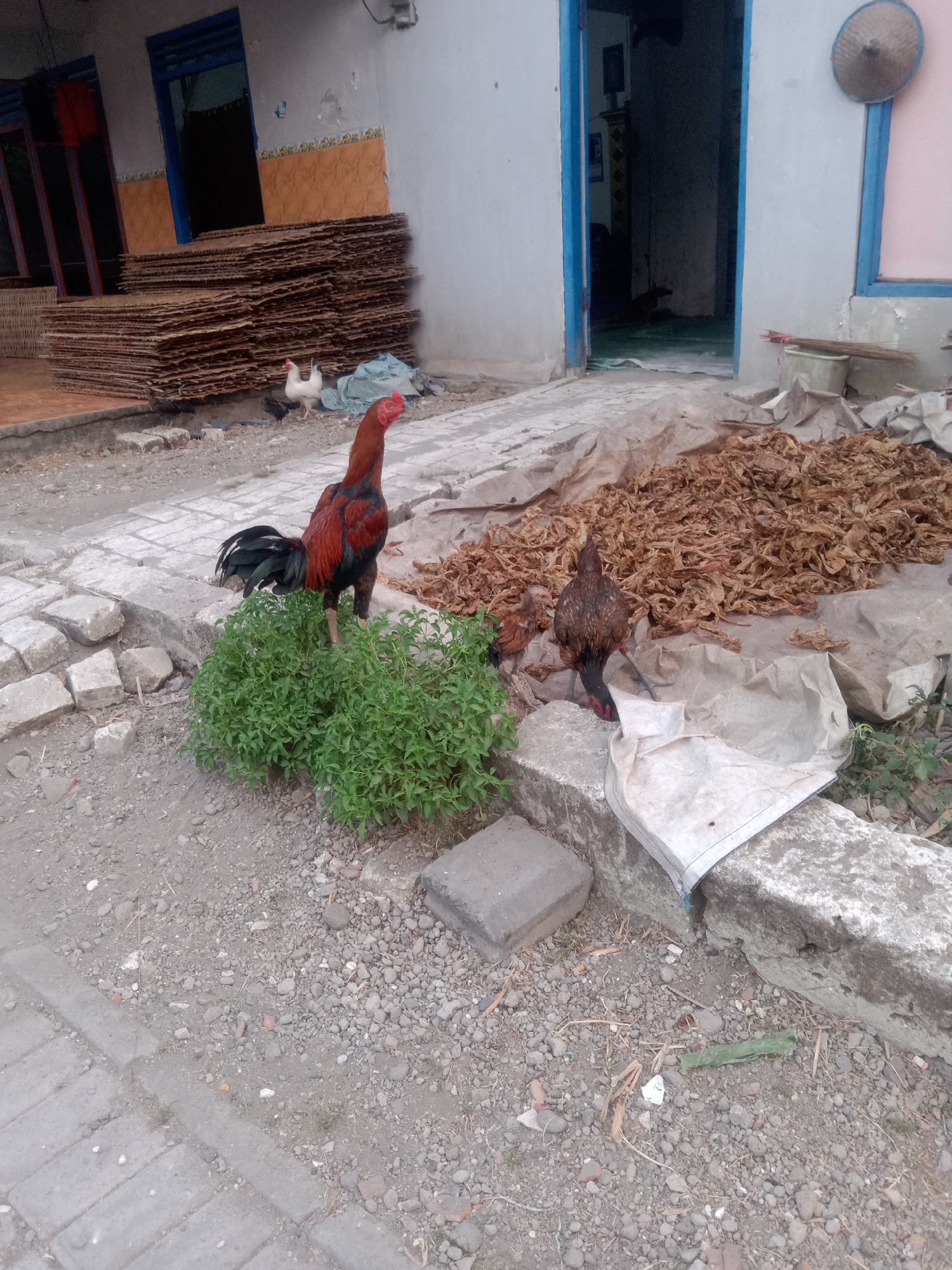 A rooster with red and black plumage stands in a patch of green plants on a paved walkway. To the right of the rooster, a pile of dried leaves or tobacco is spread on a light-colored tarp. Another chicken, brown and white, pecks at the dried material. In the background, a stack of flat, rectangular wooden boards is leaning against a building with orange and white tiled walls and a blue-framed doorway. The scene appears to be an outdoor area in the city of Jumput, Indonesia.