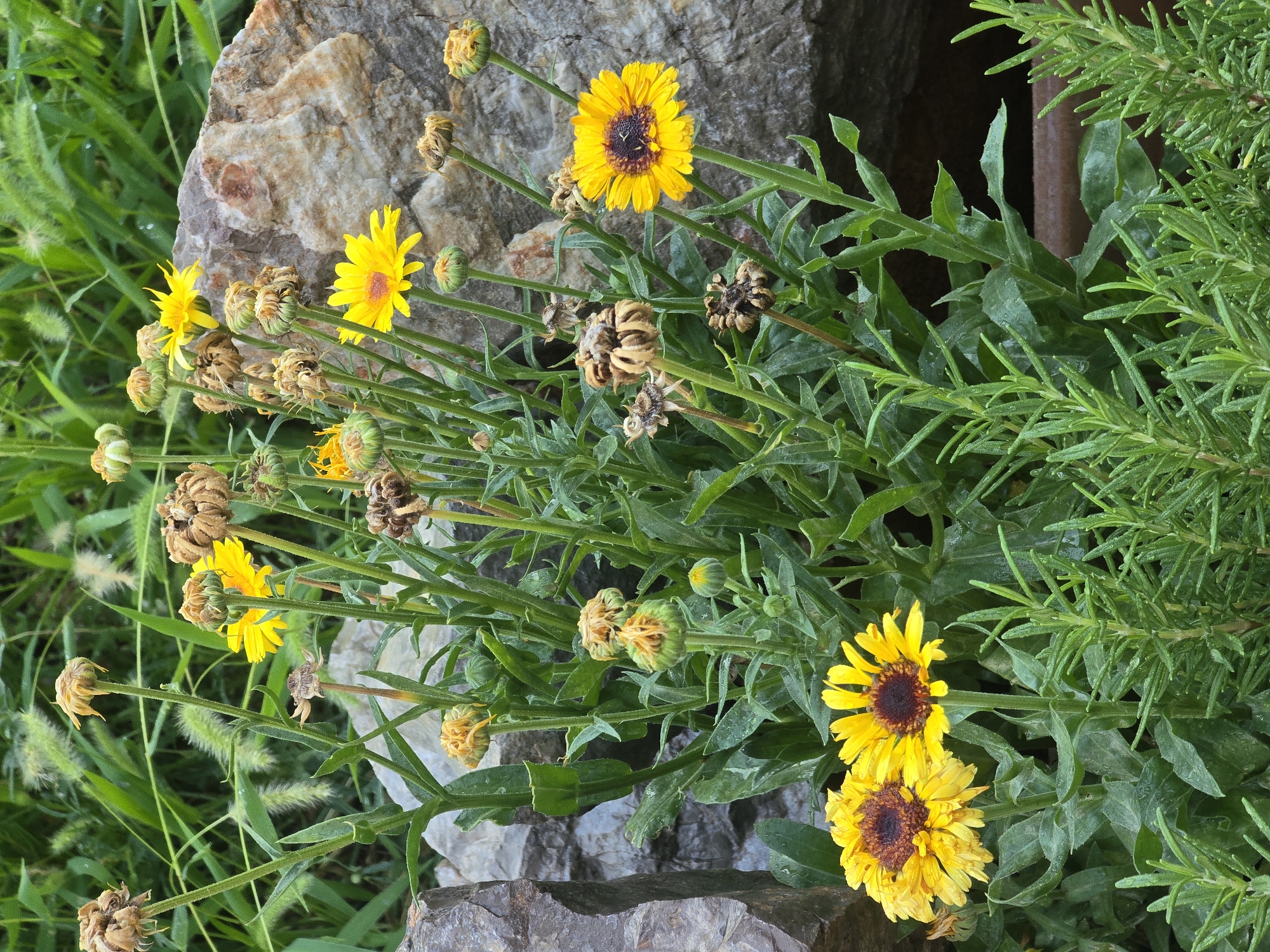 A cluster of yellow daisies, some in full bloom and others dried and seeding, grows among lush green foliage and two large rocks in what appears to be a garden setting. The foreground features a bed of rosemary. The scene is a close-up, outdoor shot with natural light. There are no people present in the image. The presence of large rocks suggests a naturalistic landscaping style, potentially found in a park or botanical garden. Podgorica, Montenegro is known for its green spaces and gardens, making such a scene plausible within the city.