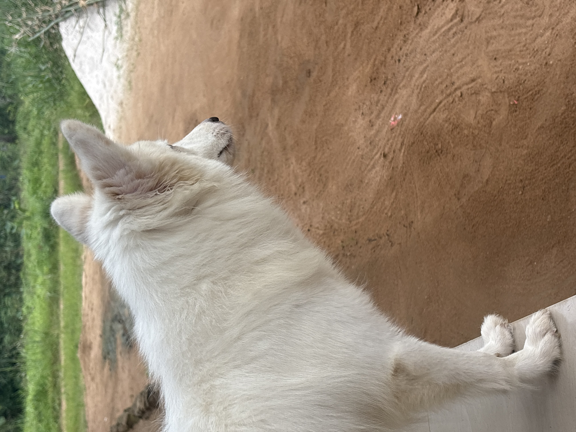 This high-angle, portrait-oriented image features a white dog from a slightly elevated perspective, looking upwards and to the left. The dog, likely a medium to large breed with thick, fluffy white fur, has its front paws resting on a low, white concrete ledge in the foreground. Its pointed ears are clearly visible, and its snout is angled upwards, suggesting it is focused on something out of frame.
The setting is outdoors, possibly in a natural or semi-rural area in Ikot Ekpene, Nigeria. The background to the right of the dog consists of an expansive area of light brown, sandy or dirt ground with varying textures and faint patterns, possibly from foot traffic or vehicles, along with a few small, scattered pieces of reddish debris. To the left, and extending behind the dog, is vibrant green foliage, appearing as grass or bushes, with a lighter-colored path or structure separating it from the dirt ground. The lighting suggests it is daytime with clear weather conditions. The dog appears alert and observant. There is no visible text in the image.