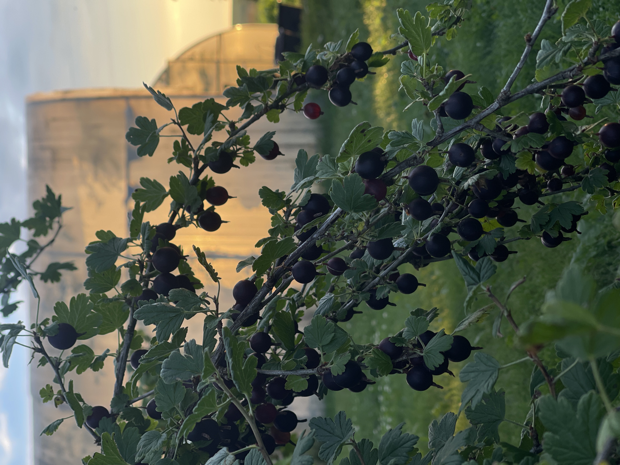 In a garden in Perevoznoe, Russia, a gooseberry bush laden with dark, ripe berries is in the foreground, illuminated by the golden light of a setting sun. The bush's branches are heavily laden with clusters of small, round, dark purple to black berries, with a few reddish-purple ones also visible. Green leaves, some slightly serrated, are scattered among the fruit. In the background, a translucent greenhouse structure is visible, its surface reflecting the warm hues of the sunset. The ground is covered in green grass. The overall scene depicts a harvest-ready gooseberry bush in a rural or semi-rural setting during golden hour.