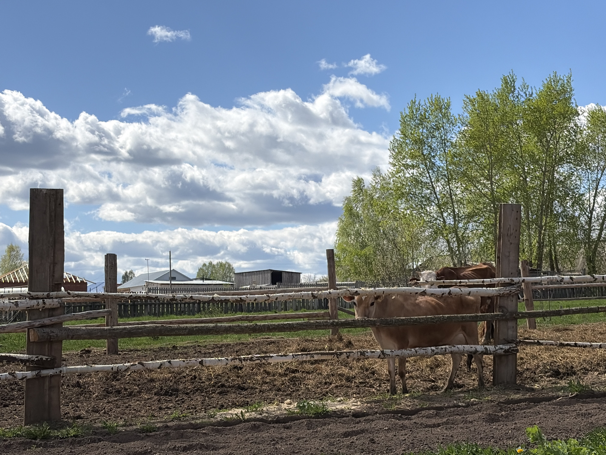 The image depicts a rural scene in Nizhnii Vishur, Russia. A wooden fence encloses an area containing two cows. The foreground is dirt. In the background are additional wooden structures and trees. The sky is blue with white clouds.