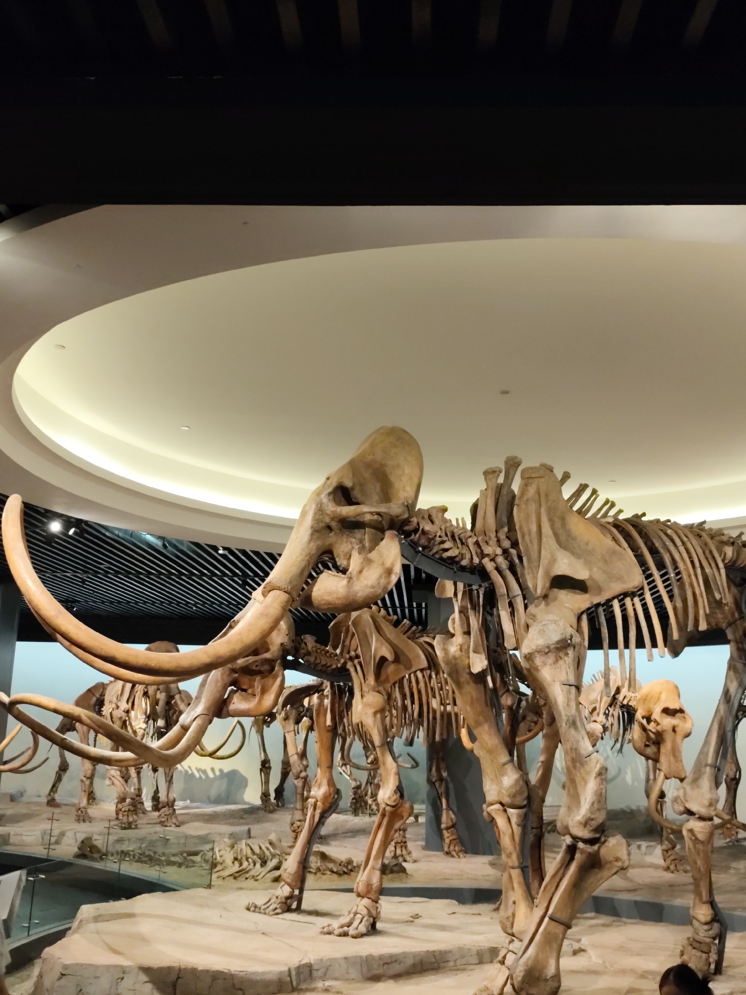 The image shows an indoor exhibit of mammoth skeletons. A large, articulated skeleton of a mammoth is in the foreground, its tusks curving prominently. Several other mammoth skeletons are visible in the background, arranged in a museum-like setting with artificial terrain. The ceiling is illuminated with a circular light fixture. This scene is located at the Longfeng District Museum in Daqing, Longfeng District, China.