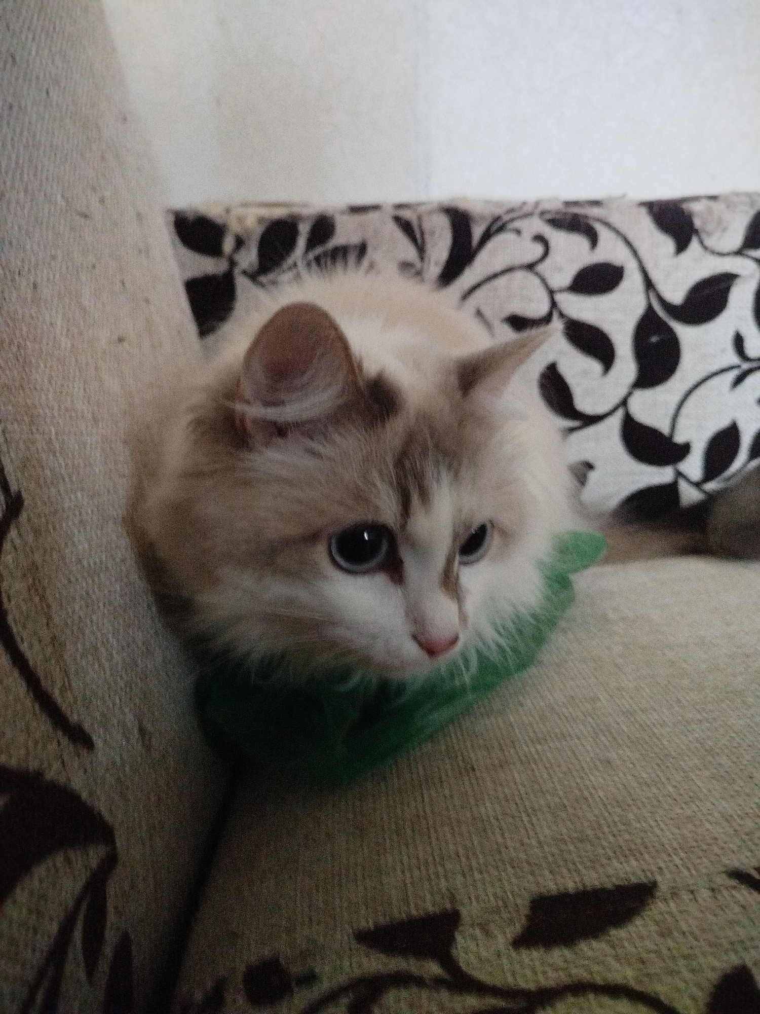 A fluffy, light-colored cat with blue eyes is captured in a close-up shot, resting on a piece of upholstered furniture. The cat exhibits distinct brown or grey markings on its ears and facial mask, contrasting with its predominantly white or cream-colored fur. A bright green, soft fabric object, possibly a collar, bandana, or toy, is visible around its neck. The cat's gaze is directed slightly to the right of the frame, conveying a calm or observant demeanor.
The setting appears to be indoors, likely a home, with the cat situated on a beige, woven upholstered couch or armchair. Behind the cat, part of the furniture's backrest or a cushion is visible, featuring a bold pattern of dark, intricate floral or leafy motifs against a lighter background. The lighting is soft and ambient, characteristic of an indoor environment without harsh direct light. There are no people visible, and no text is discernible in the image. The scene suggests a quiet, domestic moment.