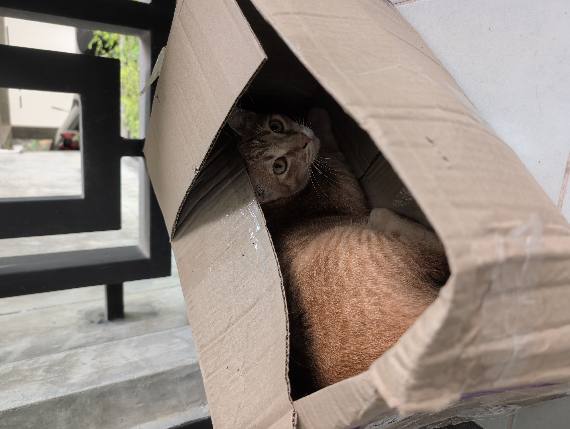 A medium, eye-level shot shows an orange tabby cat sitting inside a brown cardboard box, on a light gray tiled surface outdoors. The box is positioned slightly tilted to the right. The cat is looking up and to the left, out of the box. The cat's head and upper body are visible. Behind the box is a black, square-patterned metal fence. Beyond the fence, a glimpse of greenery is visible. The location is Ko Pha-ngan, Thailand.