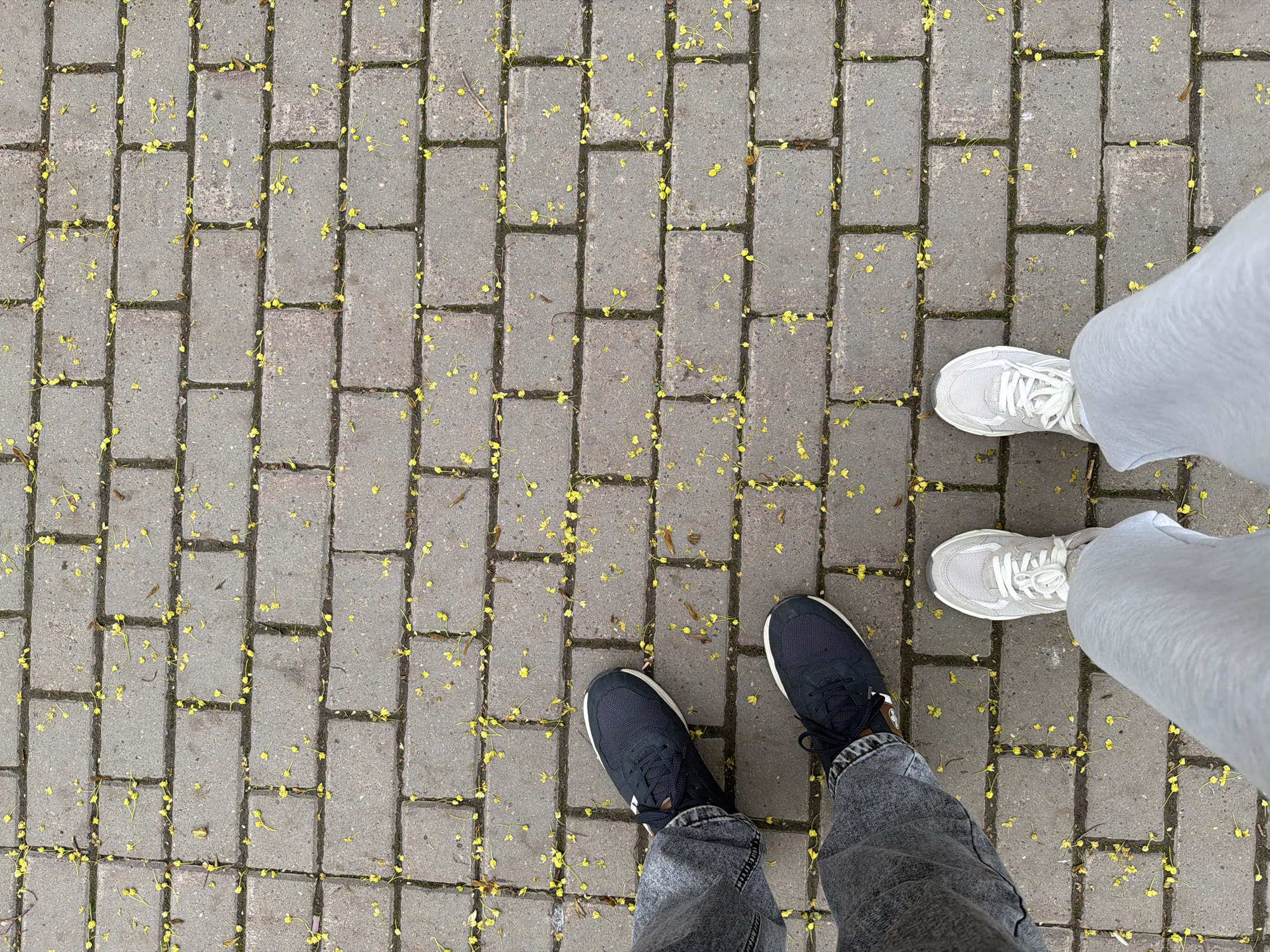 The image shows a top-down view of a brick-paved surface scattered with small yellow flowers. Two pairs of legs are visible. The legs on the right wear light gray sweatpants and white sneakers. The legs on the left wear gray jeans and dark blue sneakers. The location is presumably an outdoor public space with brick paving.