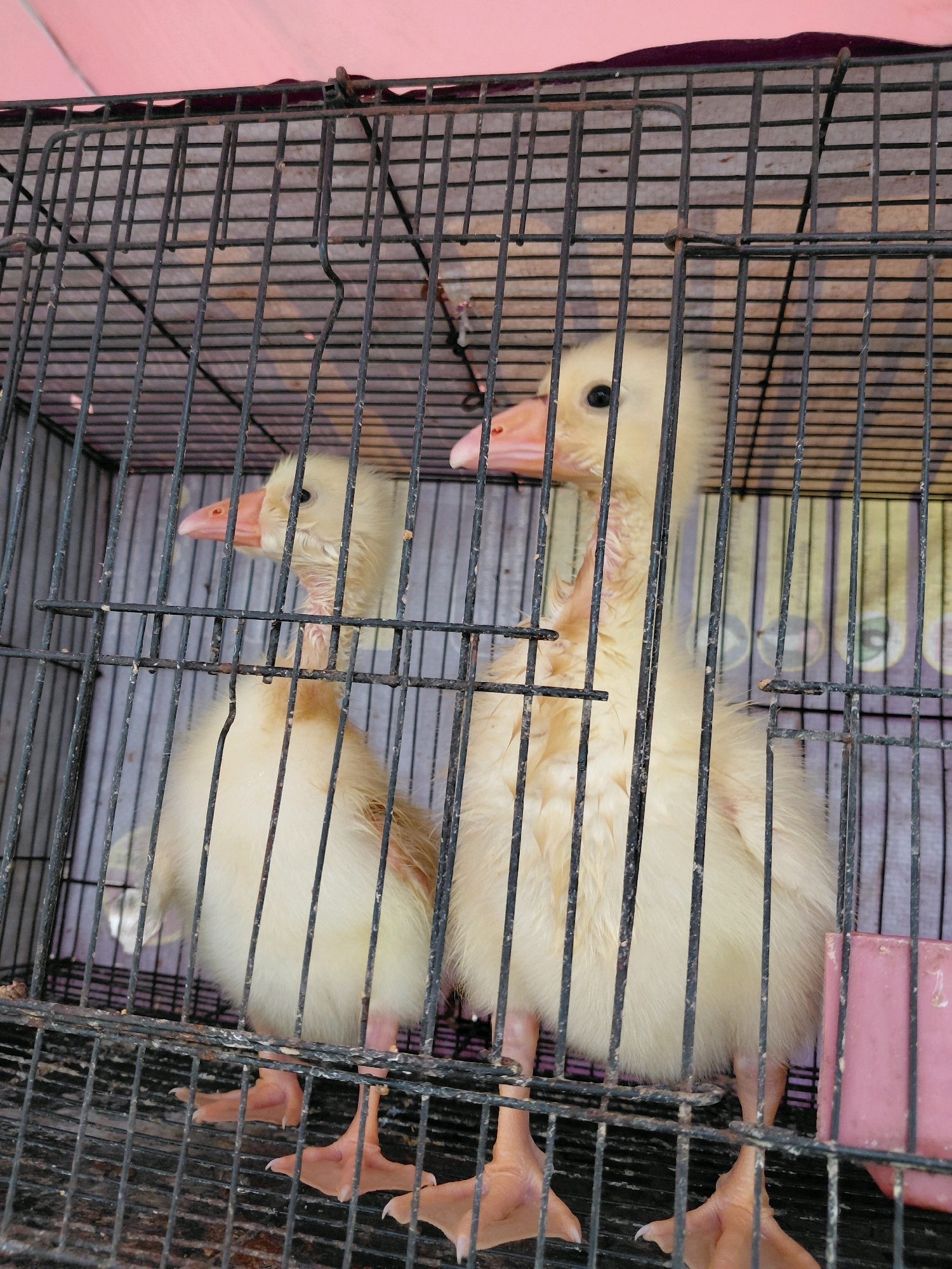 Two pale yellow ducklings are inside a black metal cage. The duckling on the left is facing towards the right, and the duckling on the right is facing towards the left. The ducklings are fluffy and have orange beaks and pinkish webbed feet. The cage is made of thin black metal bars and has a rusty appearance. Behind the cage, a pink fabric is visible at the top, and a patterned background of vertical stripes in shades of purple and yellow is below. The scene appears to be outdoors, possibly at a market, given the cage and the background. The location is identified as Persiapan Sumber Sari, Indonesia.