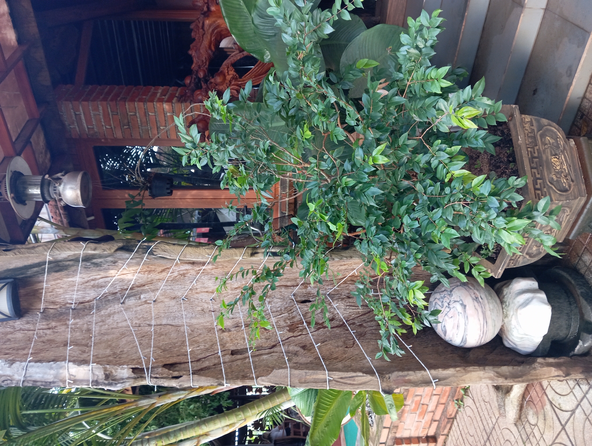 This image depicts an outdoor scene, likely in a courtyard or near the entrance of a building, in Chư Sê, Vietnam. A large, rough-barked tree trunk, adorned with white string lights, stands prominently on the left side of the frame. At the base of the tree, a round, marble-like sphere with swirling grey patterns rests on a carved stone pedestal covered by a white cloth.
To the right of the tree, a lush green potted plant with dense foliage is positioned in front of a set of concrete steps. Behind the plant, a brick wall is visible, and beyond that, a wooden structure with large windows and a covered roof. A rustic lantern hangs from the roof structure. In the background, through the windows, a glimpse of intricately carved wooden artwork, possibly a dragon, can be seen. The ground in the foreground is paved with hexagonal tiles. A person is partially visible in the far left background, seated at a table. The overall atmosphere suggests a decorative outdoor space, possibly associated with a shop, restaurant, or dwelling.